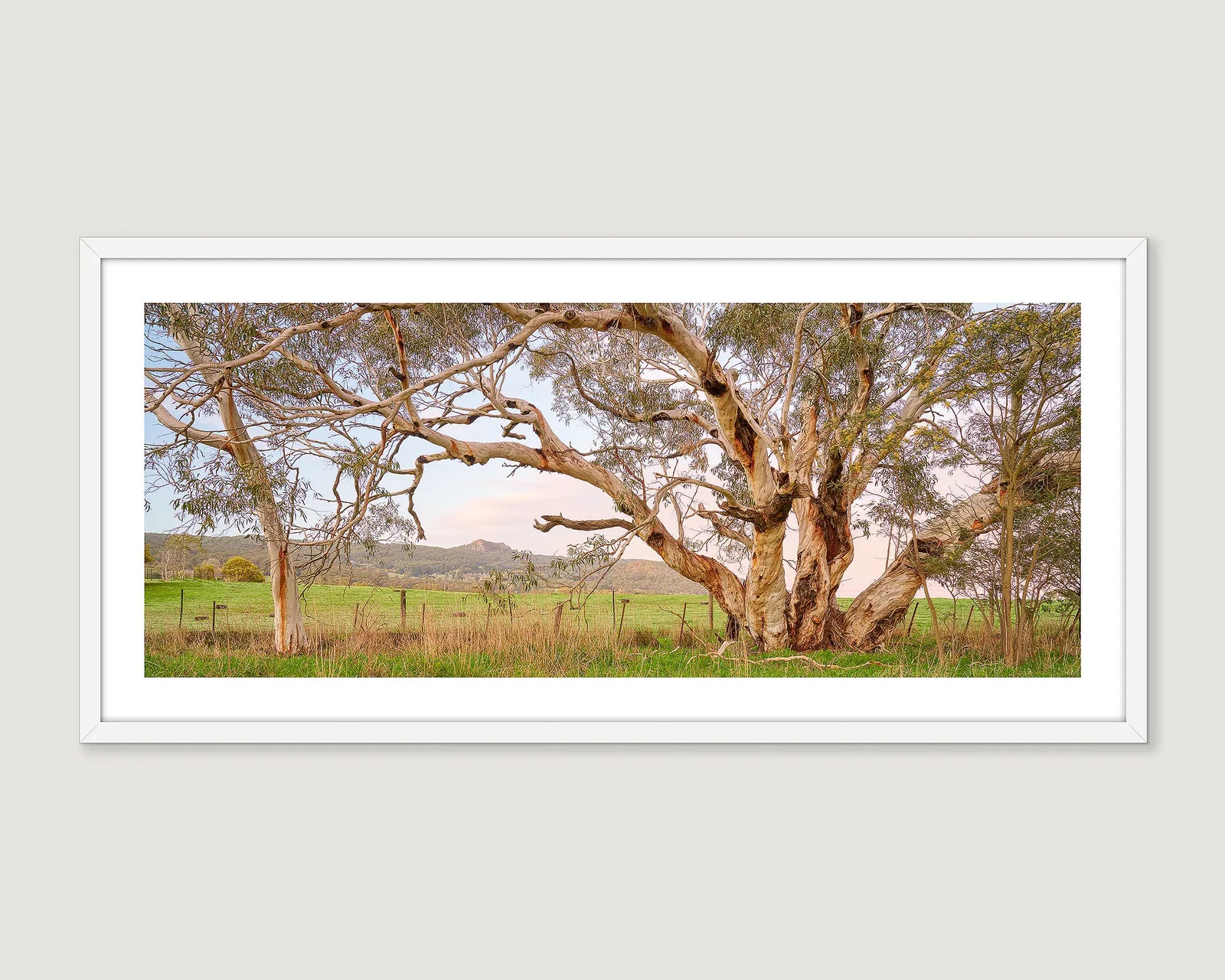Framed photograph of a large tree in a field with mountains in the background at the Macedon Range.