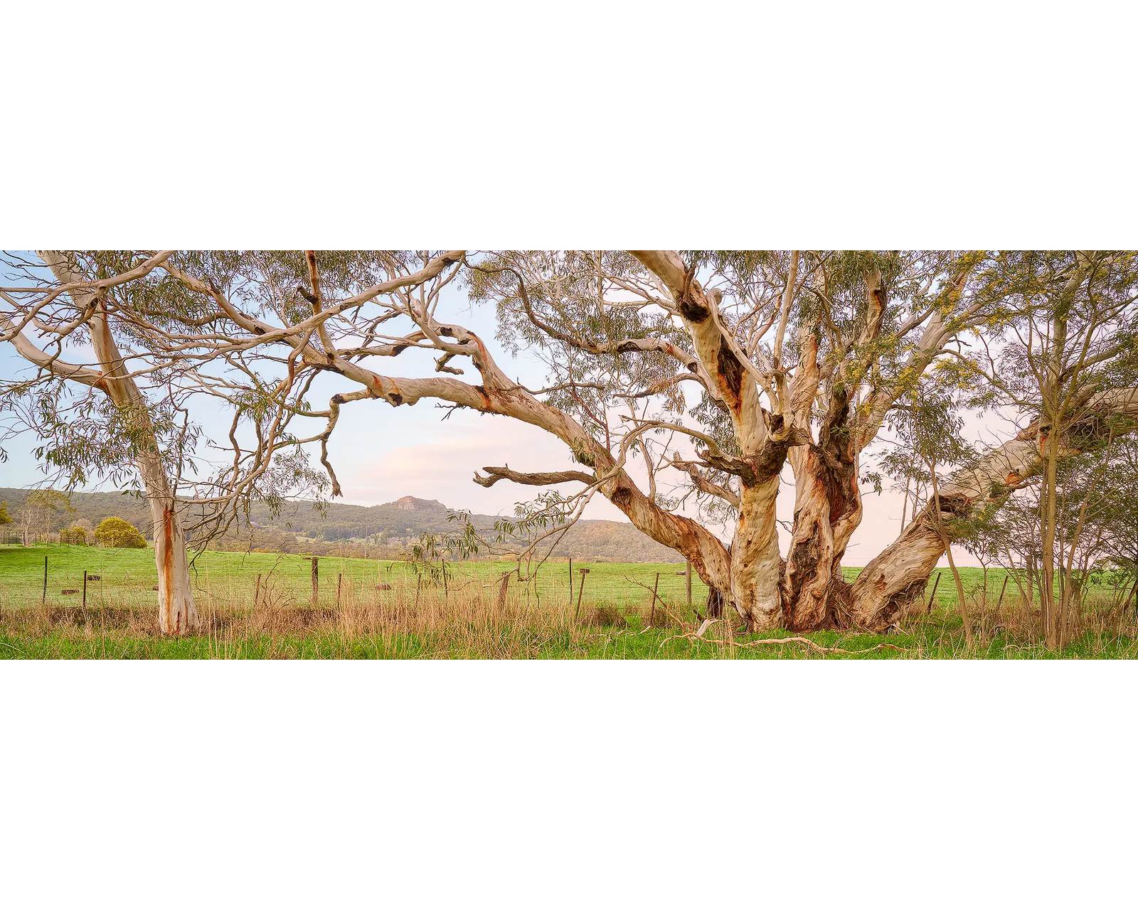 Roadside Beauty. Snow gums beside country road, Macedon Ranges Shire.