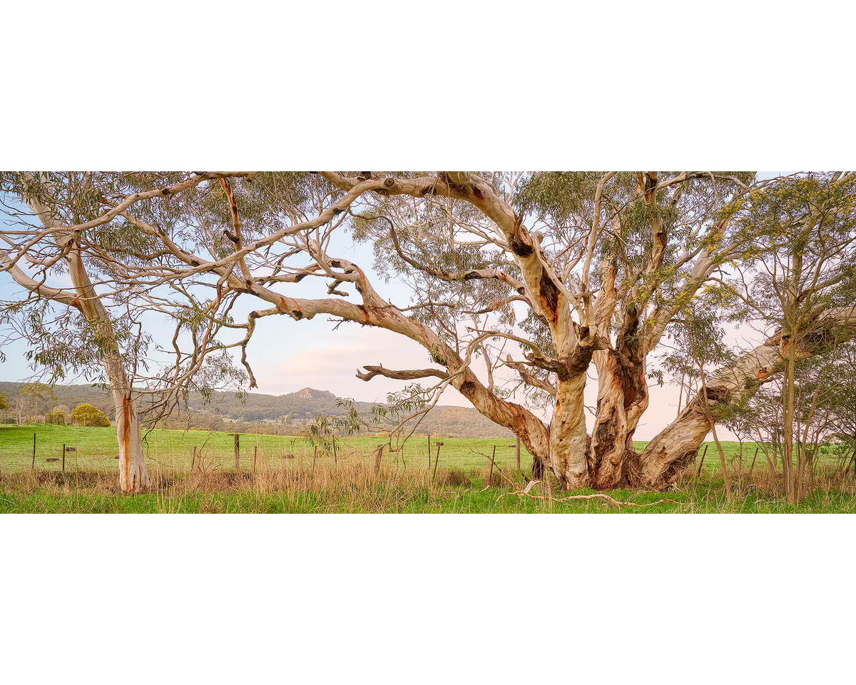 Roadside Beauty. Snow Gums beside a country road.