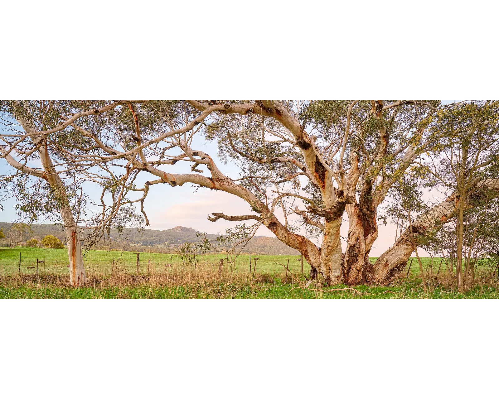 Roadside Beauty. Snow Gums beside a country road.