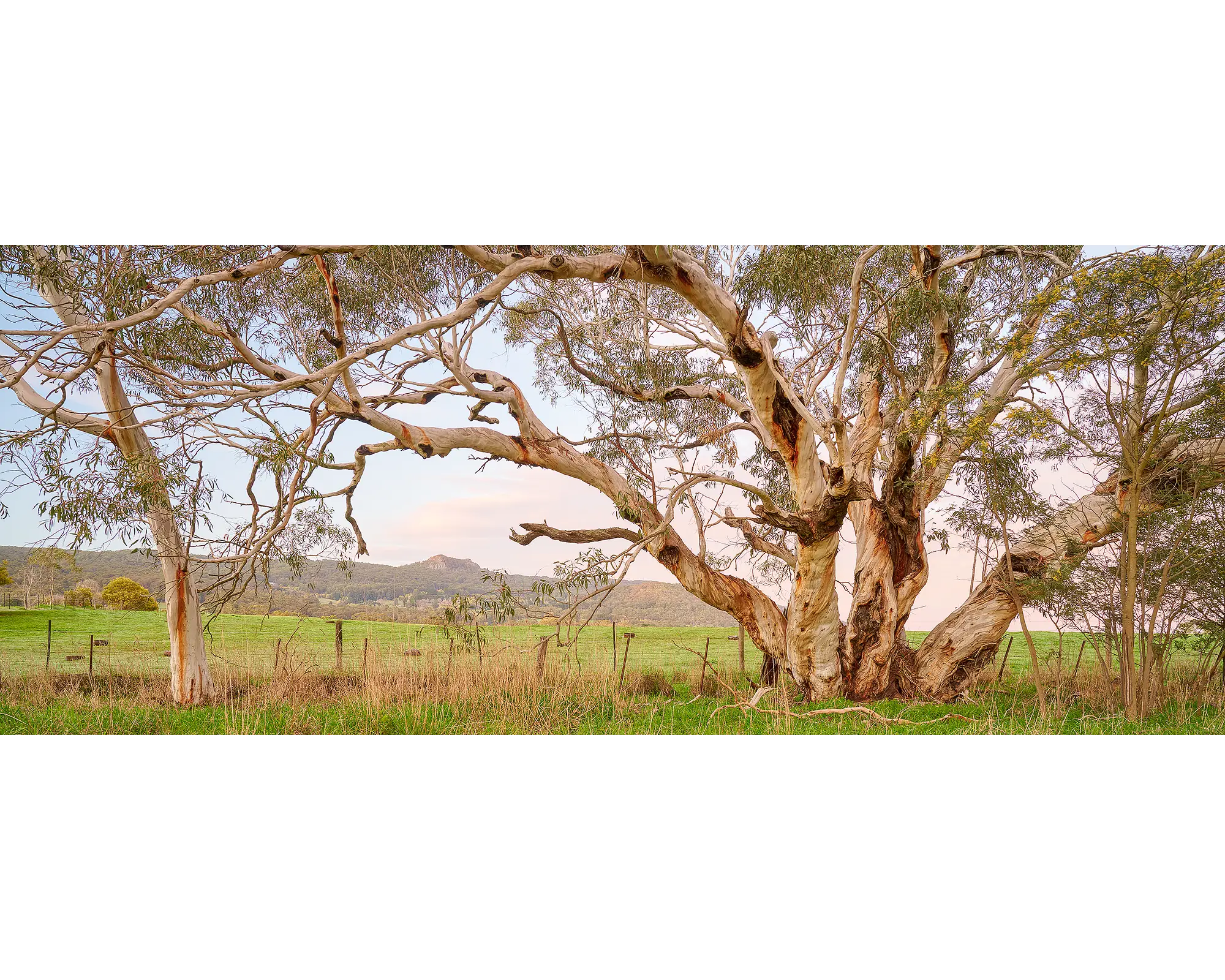Roadside Beauty. Snow Gums beside a country road.