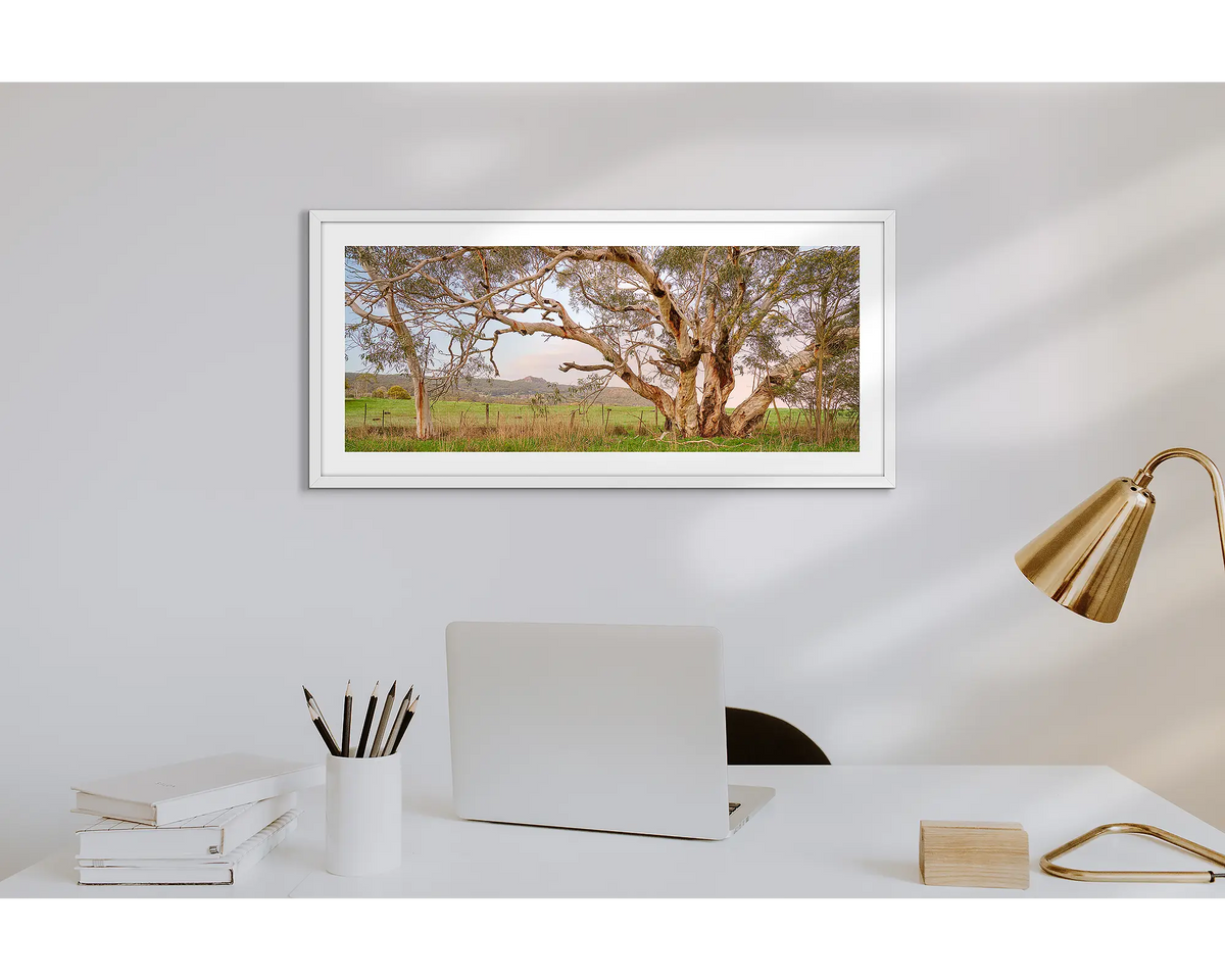 Roadside Beauty. Wall art print of a snow gum beside a country road, framed with a white frame and hung above a desk. 