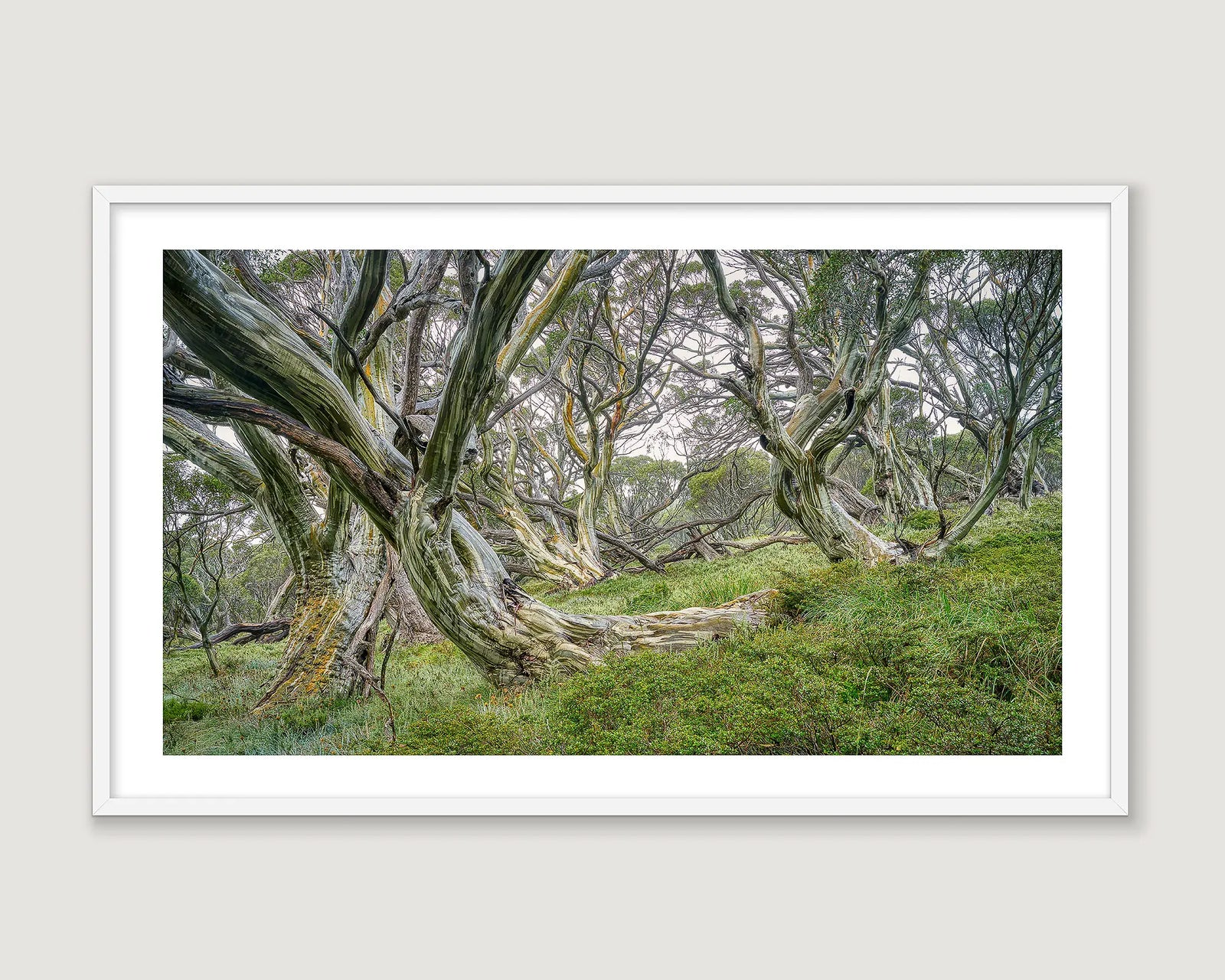 Framed landscape photograph of snow gums with greenery.