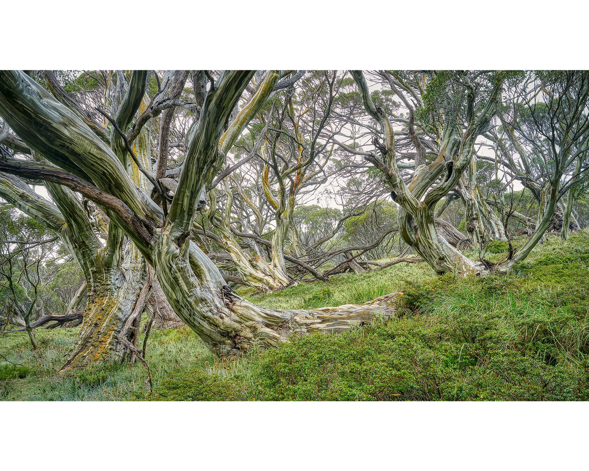 Robust. Snow gums in forest, Kosciuszko National Park, New South Wales, Australia.