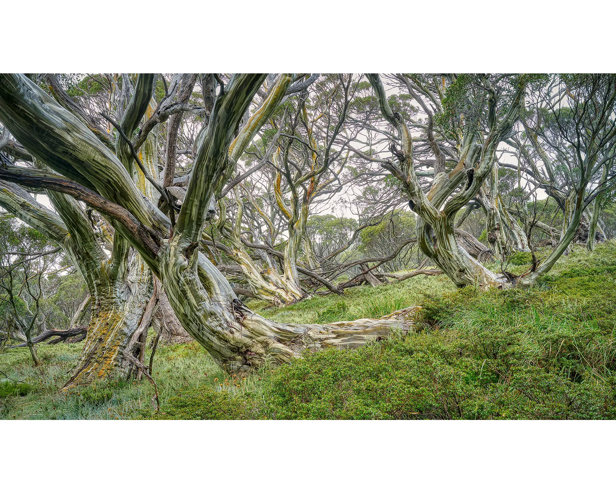 Robust. Snow gums in forest, Kosciuszko National Park, New South Wales, Australia.