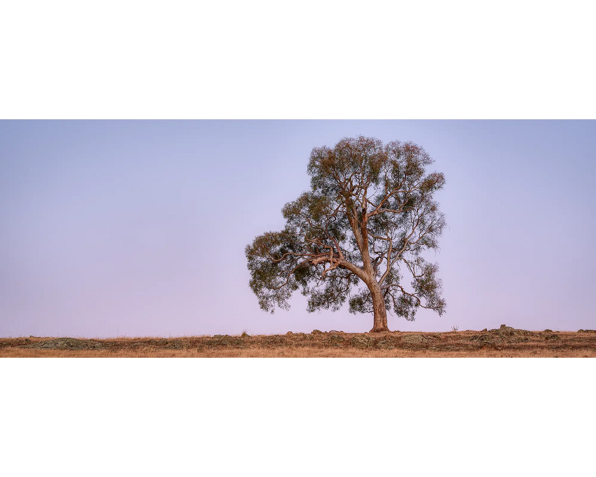 Rural Spirit - Gum tree, Yambla Station, Mountain Creek, New South Wales, Australia.