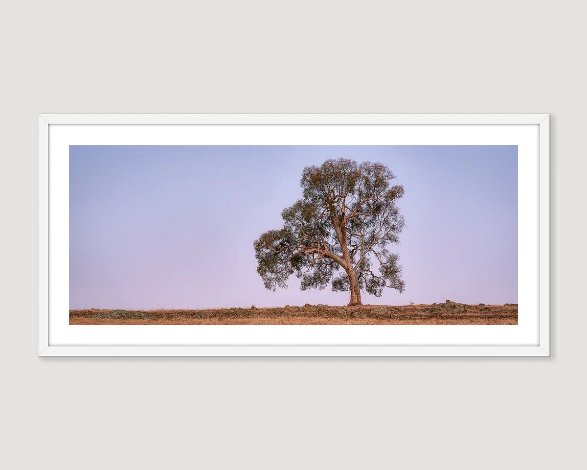 Framed photograph of a lone tree against a clear sky on a farm.