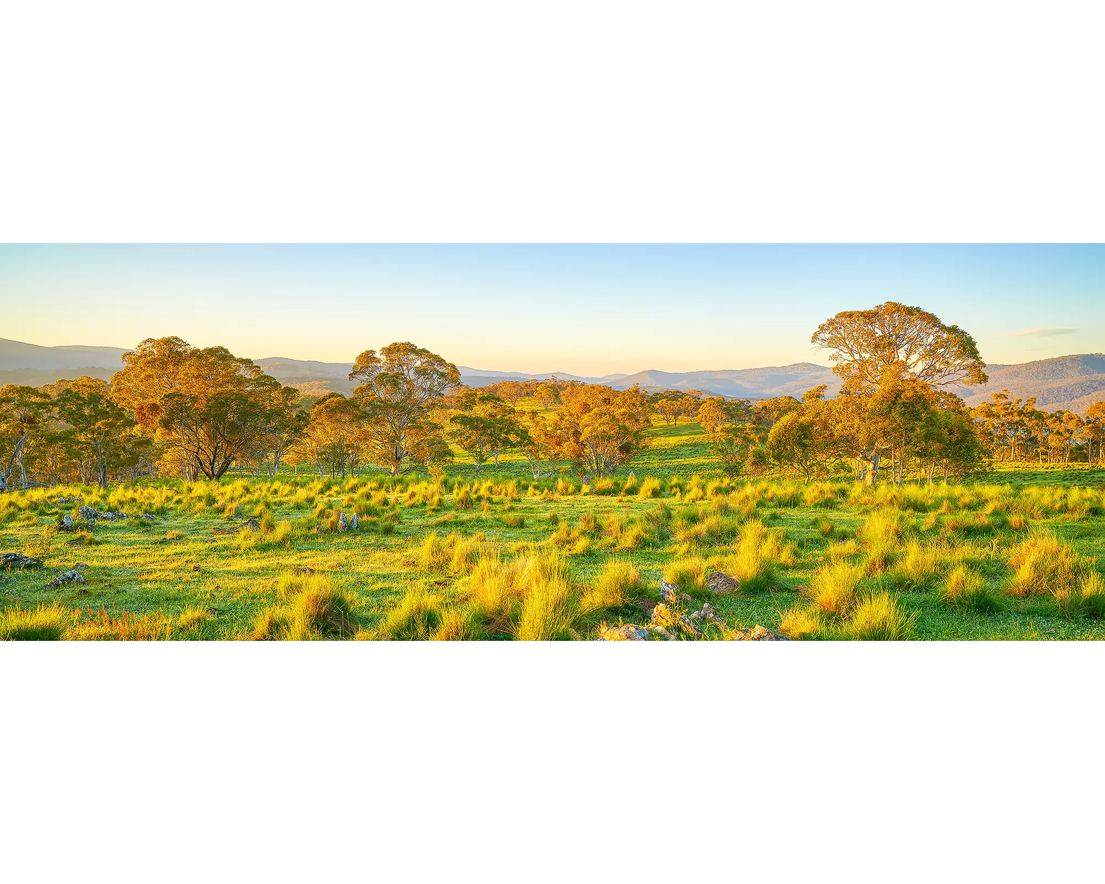 First light on grassy paddocks and gum trees at Captains Flat, Southern Tablelands, NSW. 