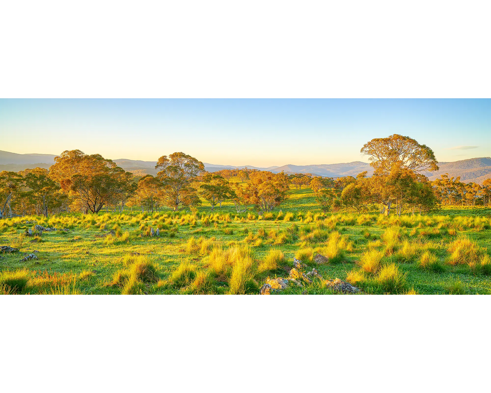 Rural Tranquility - Farm paddock at sunrise, Captains Flat, Southern Tablelands, New South Wales, Australia.