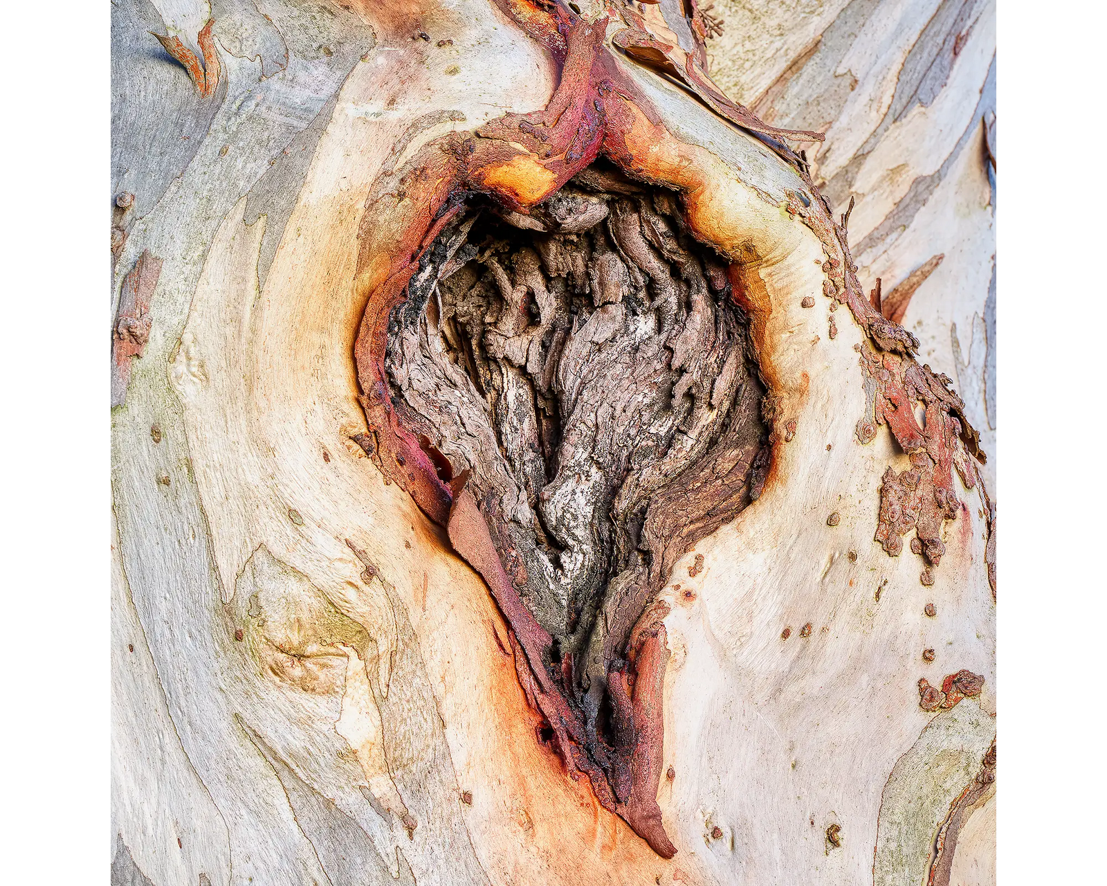 Scar Of Survival. Snow Gum bark on a tree in the Macedon Ranges.