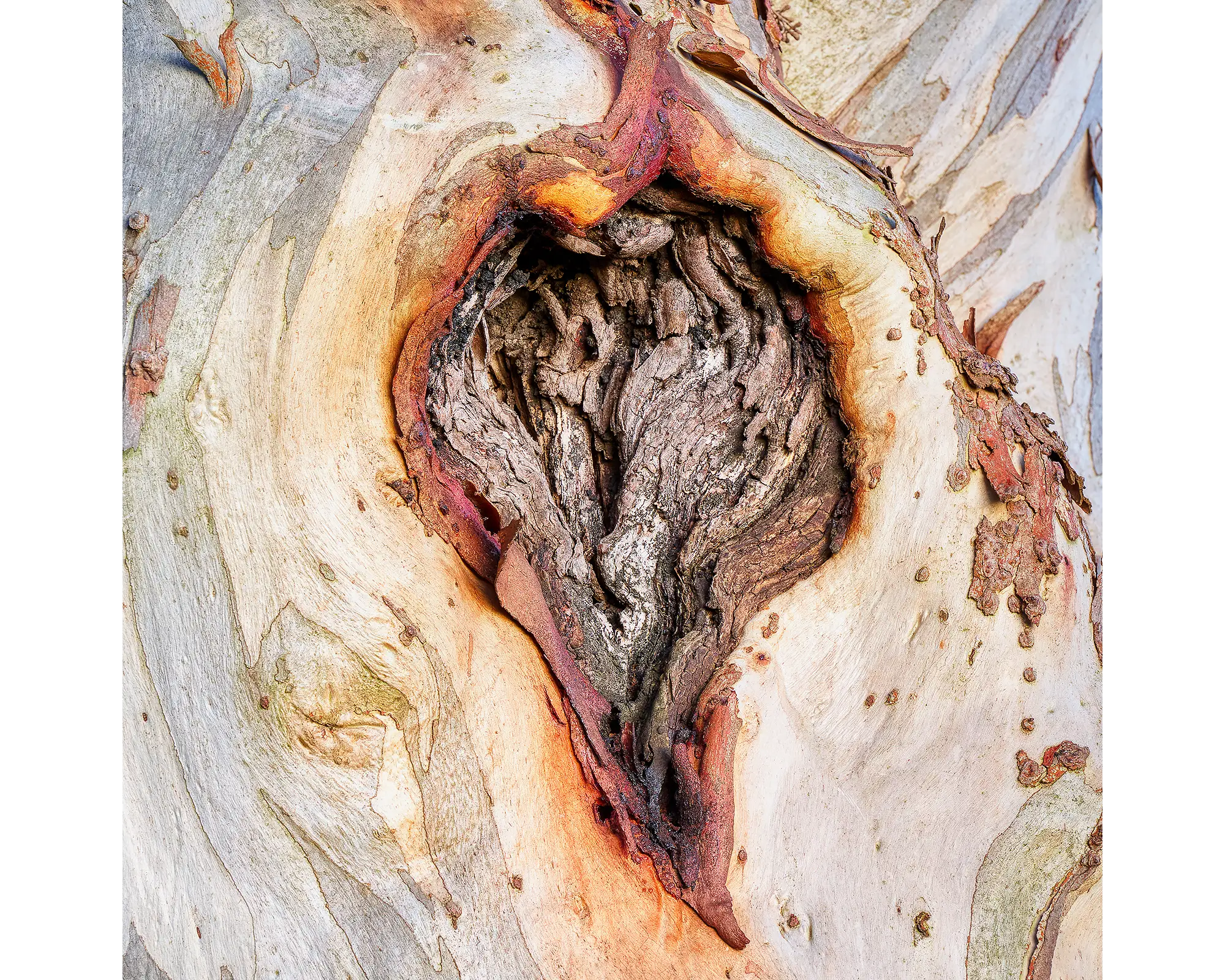 Scar Of Survival. Snow Gum bark on a tree in the Macedon Ranges.