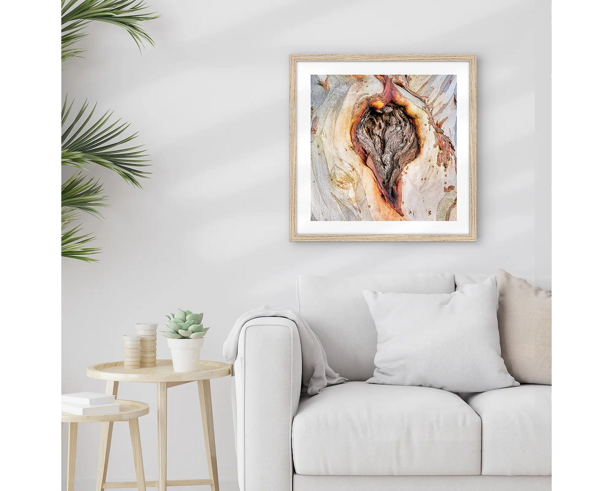 Scar Of Survival. Wall art print of close up snow gum bark, framed in a Tasmanian Oak frame and hung above a lounge room couch. 