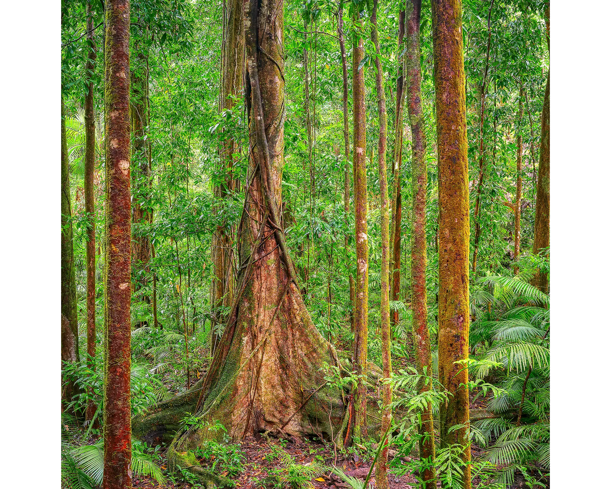 Seeking Sun. Tall tree in forest, Daintree, Mossman, Queensland, Australia.