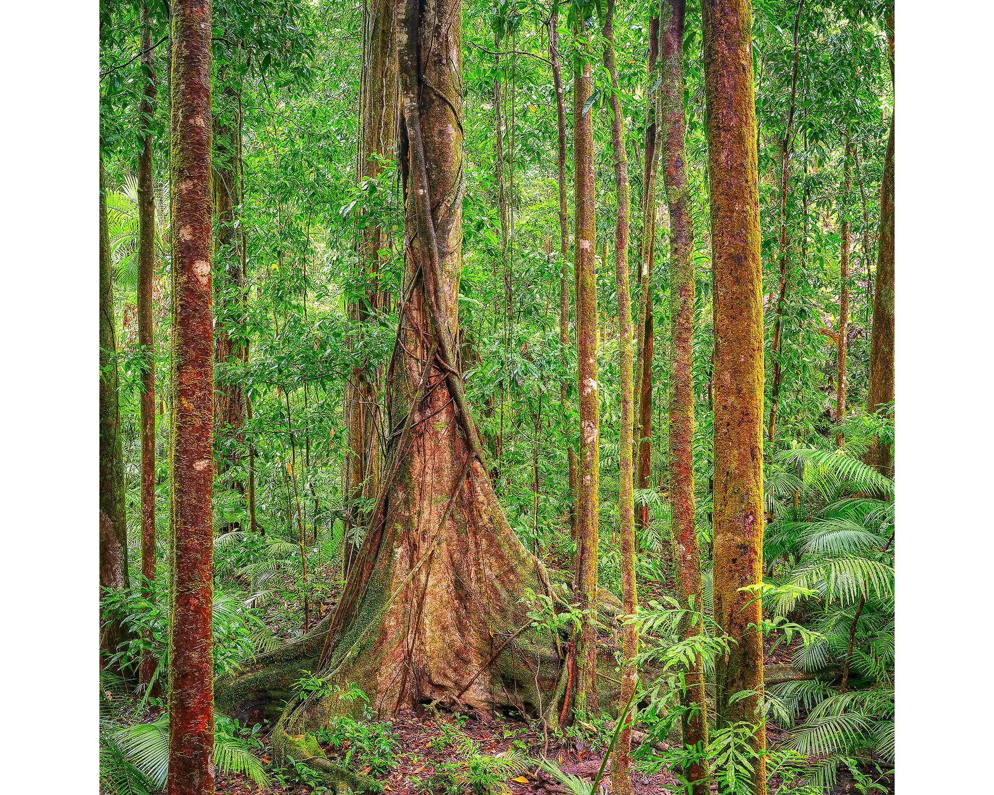 Seeking Sun. Tall tree in forest, Daintree, Mossman, Queensland, Australia.