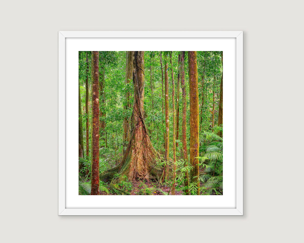 Framed landscape photograph of the Daintree Rainforest with greenery.
