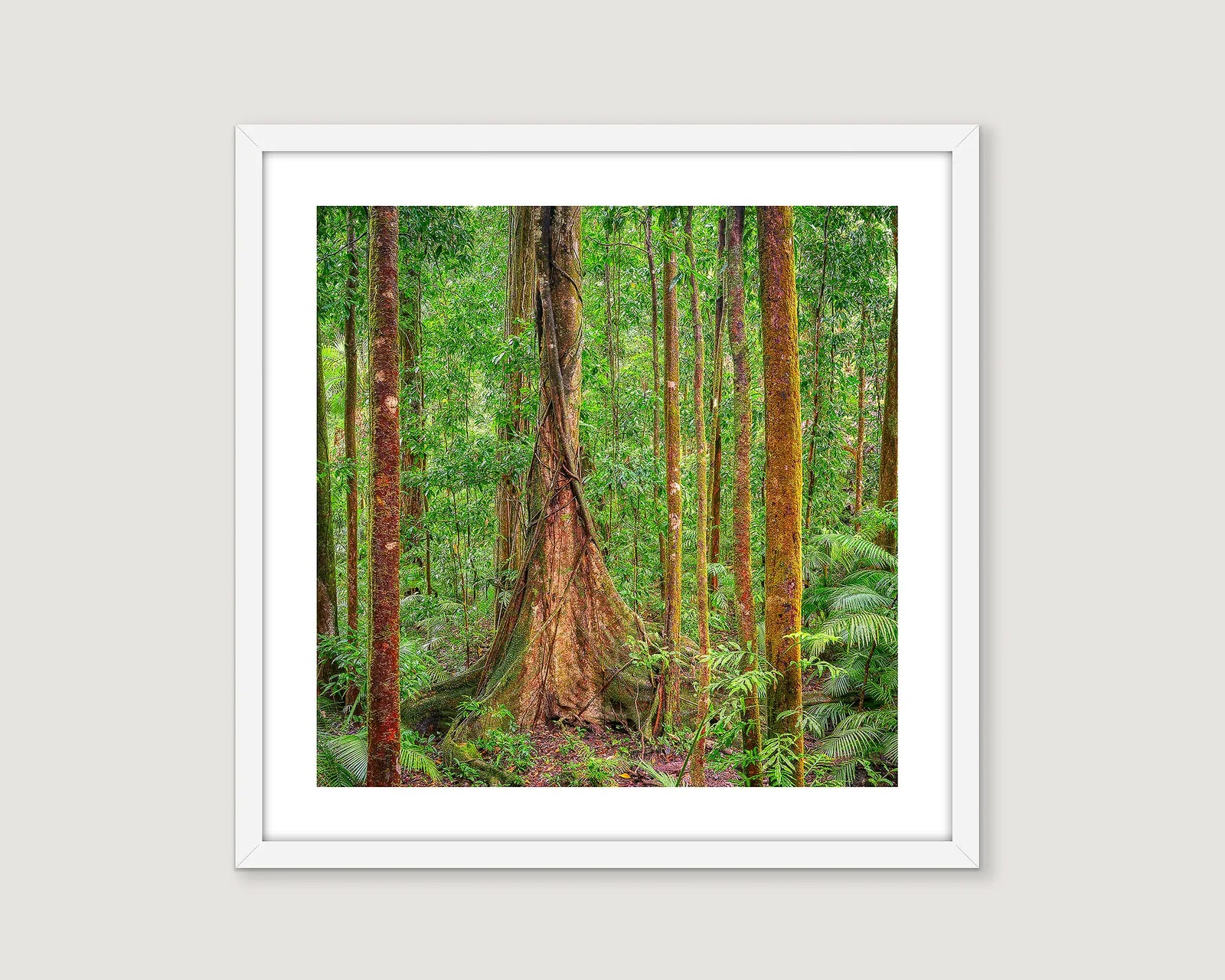 Framed landscape photograph of the Daintree Rainforest with greenery.