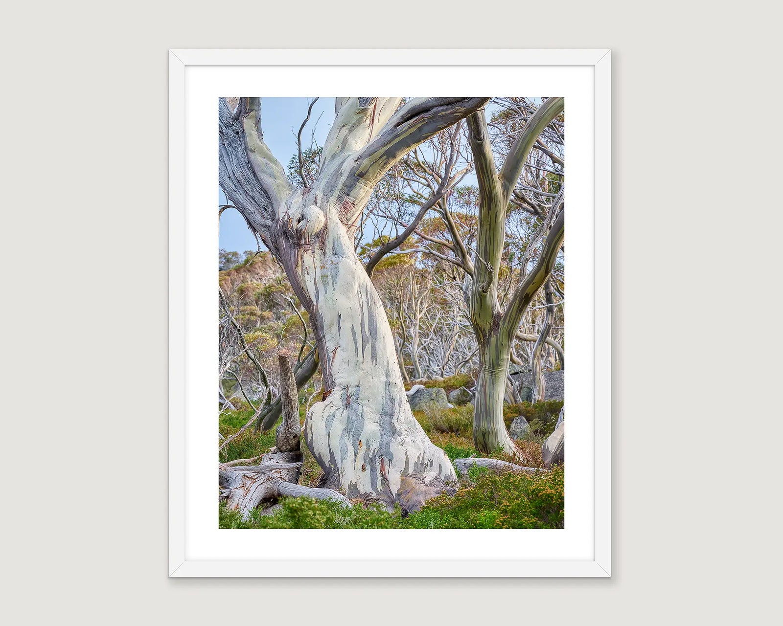 Framed photograph of a weathered snow gum tree with a white frame on a light grey background.