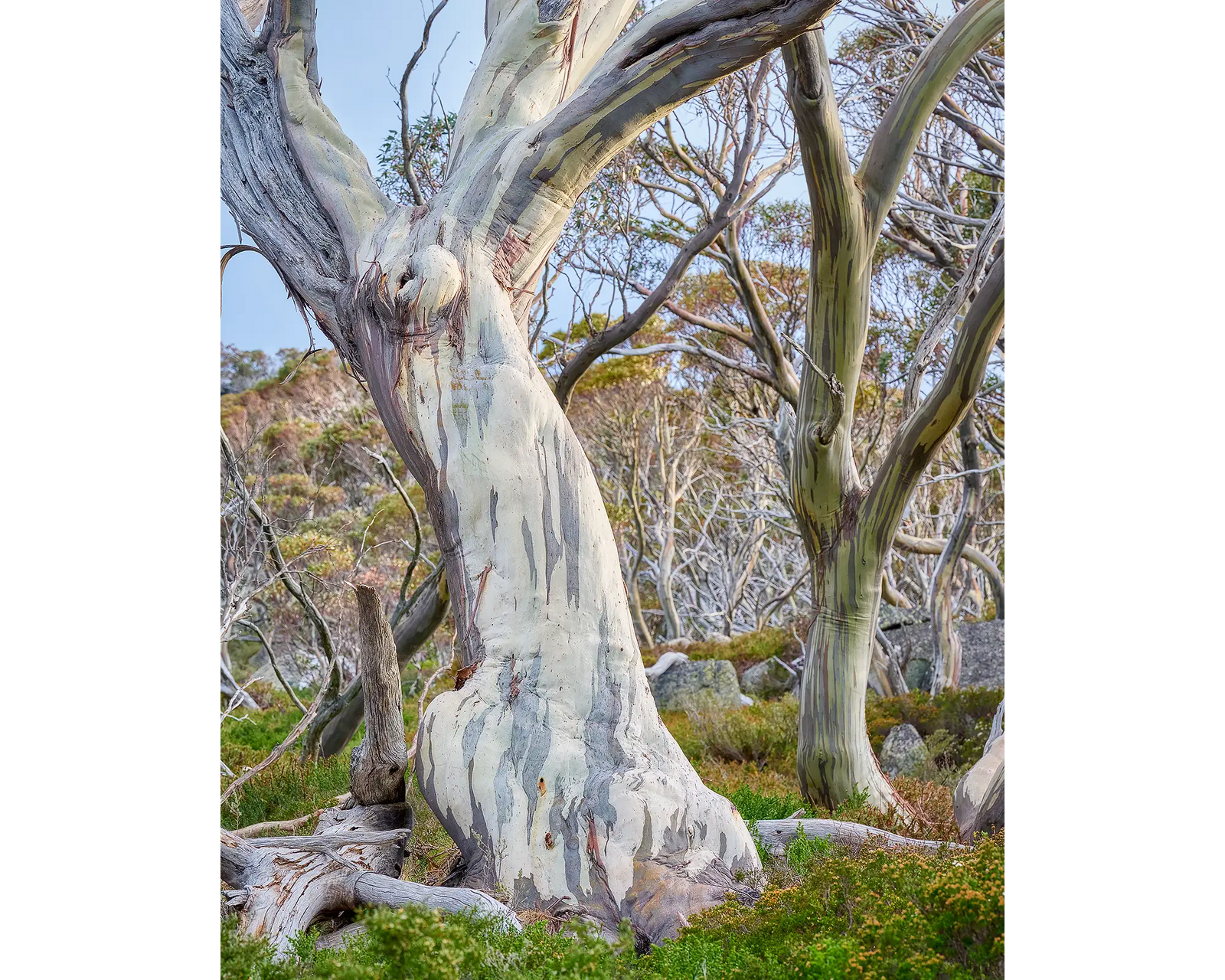 Shaped by Time. Snow gum in Kosciuszko National Park.