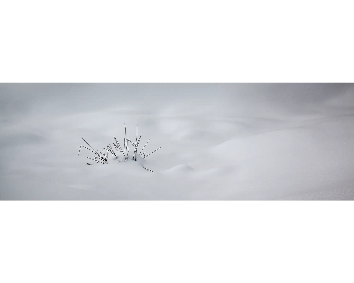 Shapes Of Winter. Grass in snow, Victoria, Australia.