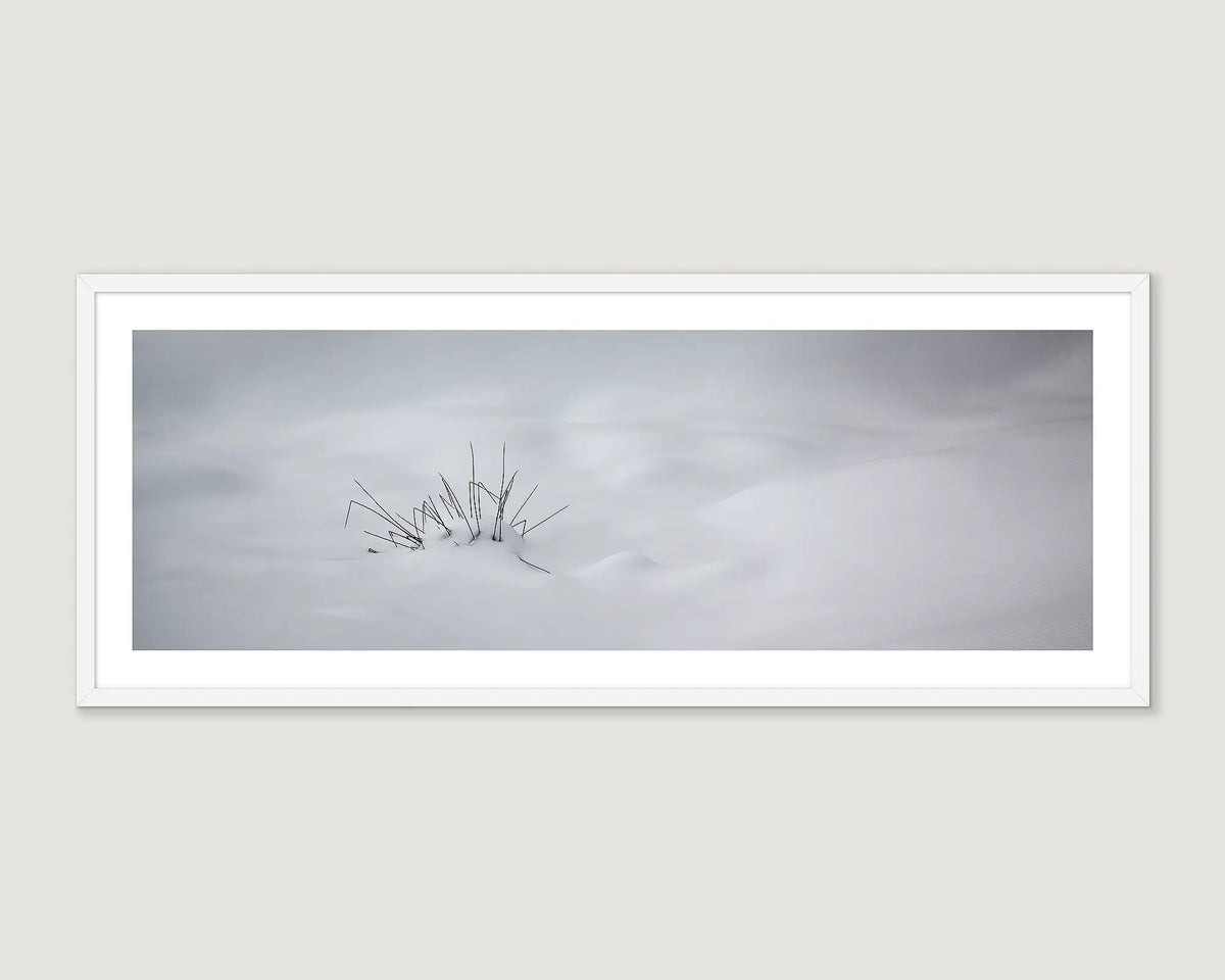 Framed photograph of a snowy landscape with a single plant emerging from the snow.