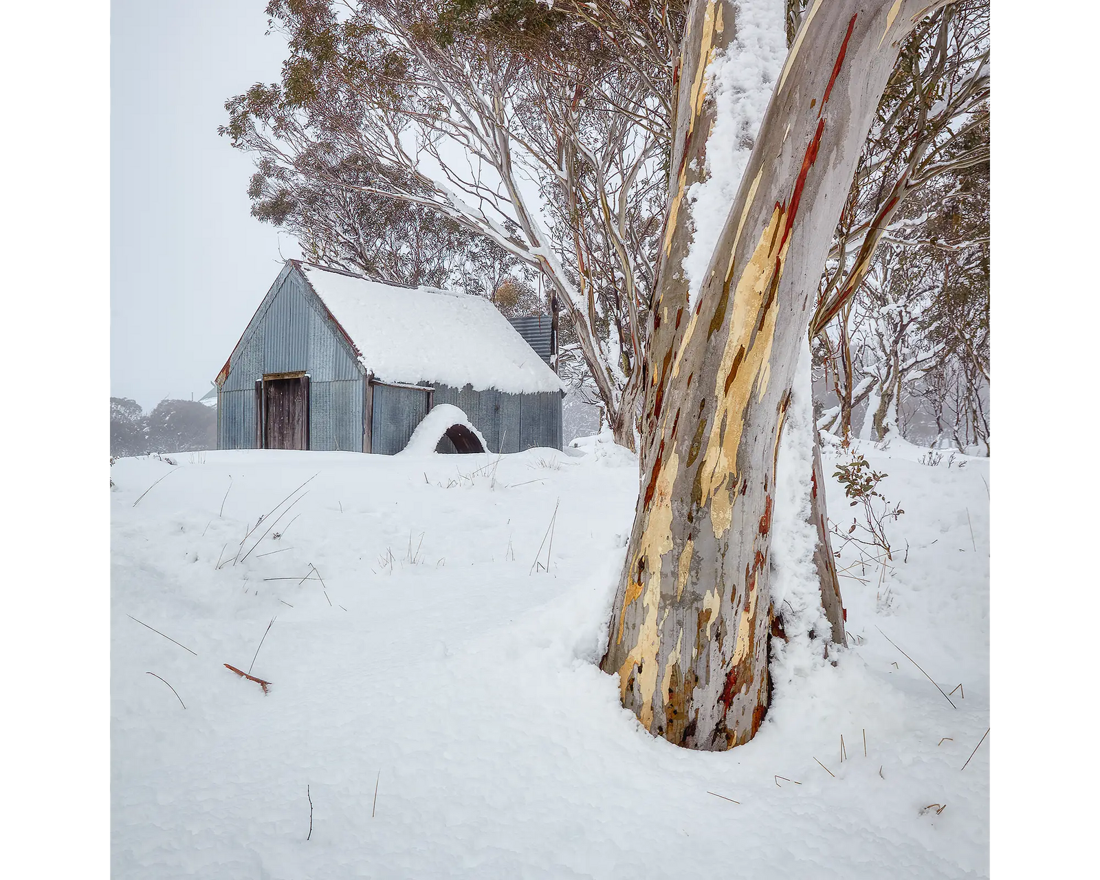 Silent Companions. Snow gum and CRB Hut with winter snow, Dinner Plain.