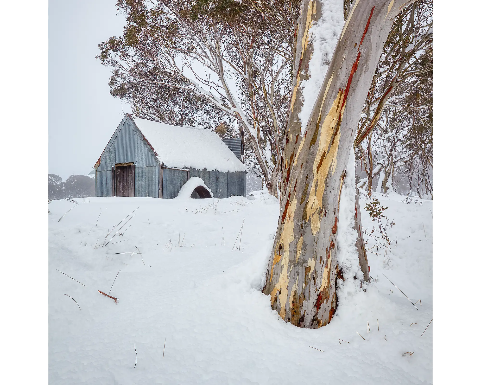 Silent Companions. Snow gum and CRB Hut with winter snow, Dinner Plain.