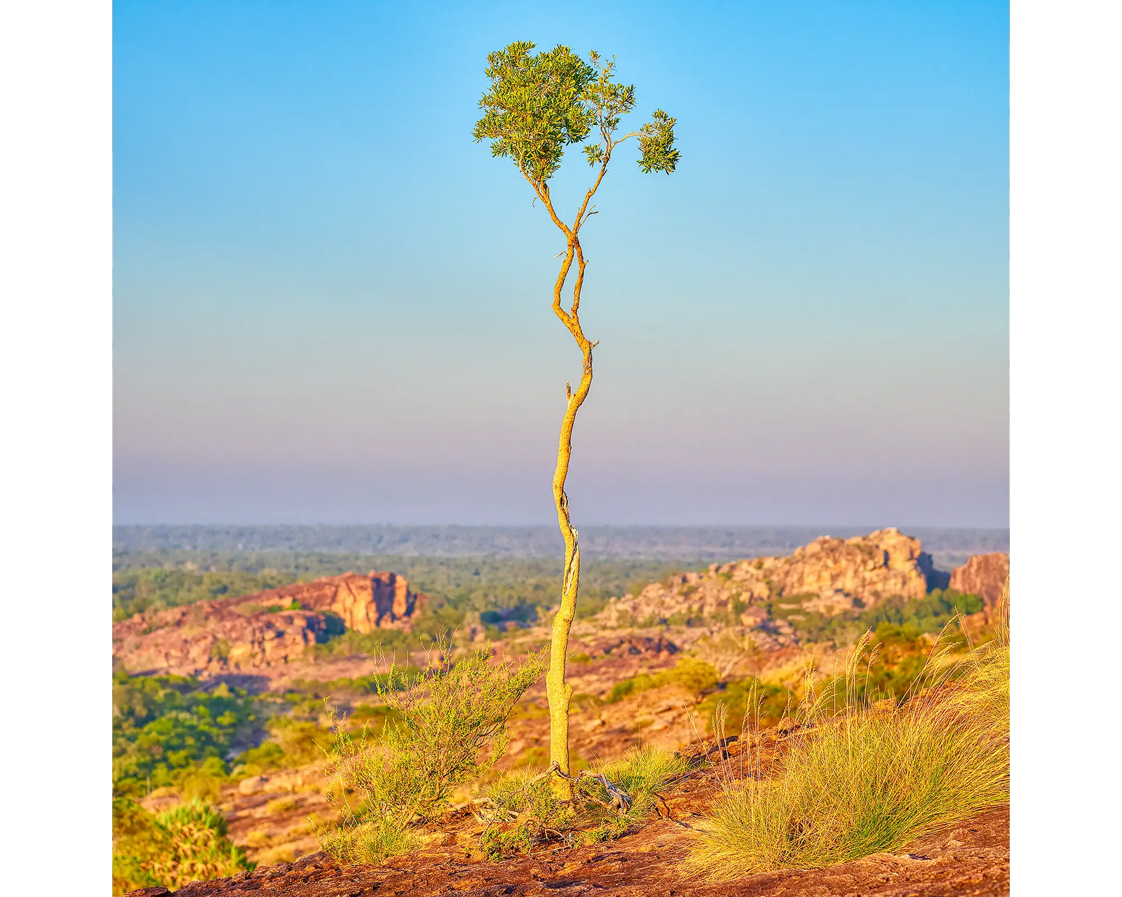 Single gum tree on rock, Kakadu National Park, Northern Territory, Australia.