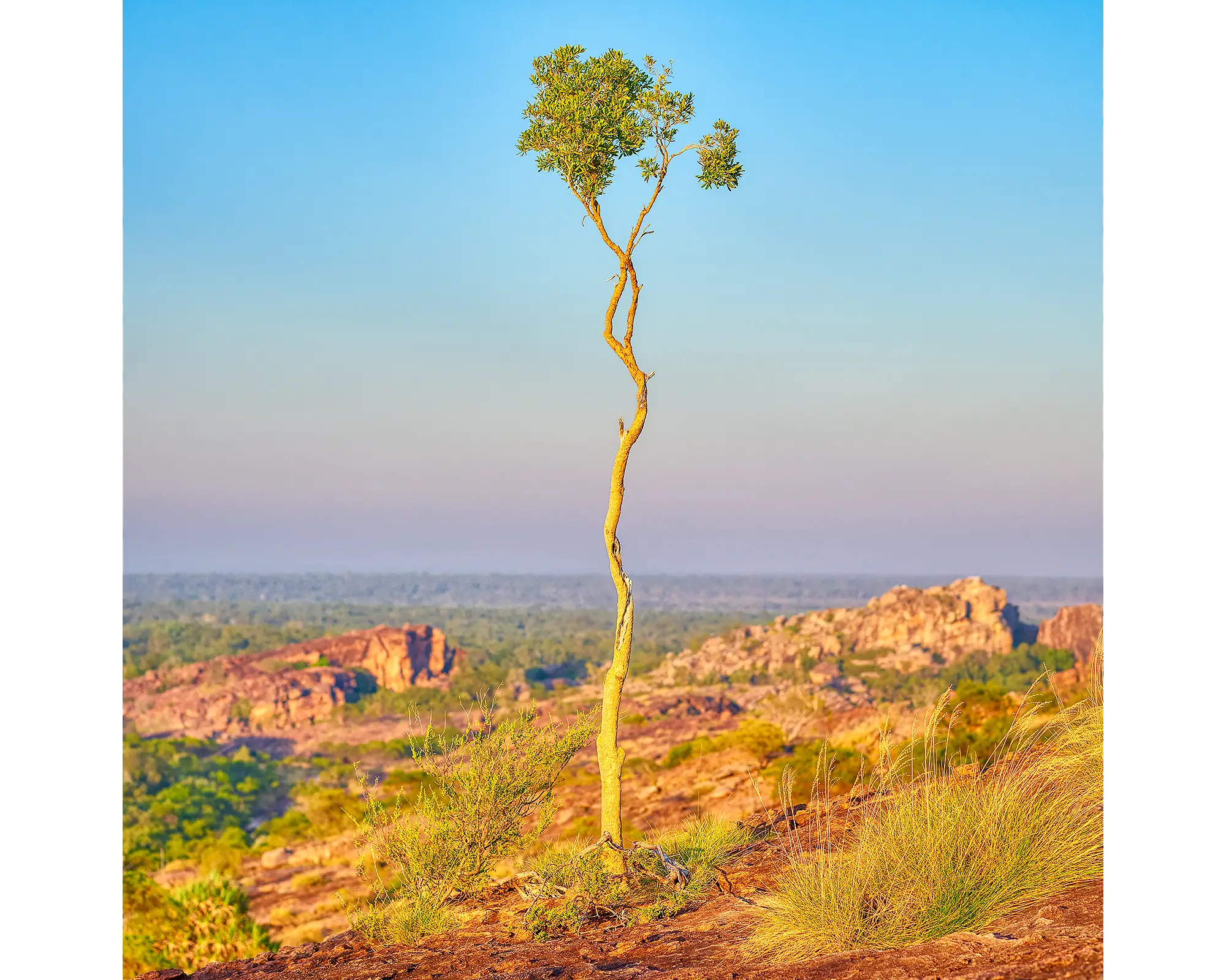 Single gum tree on rock, Kakadu National Park, Northern Territory, Australia.
