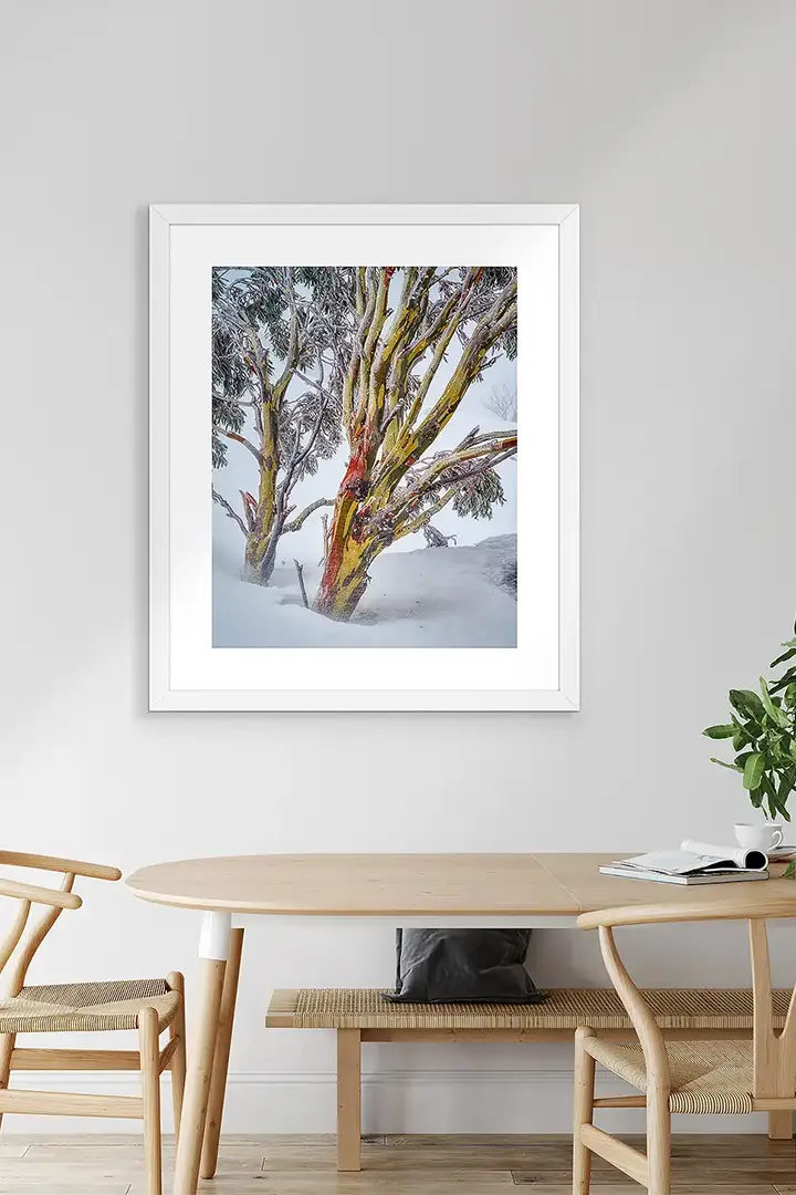 Snow Gum wall art print collection.