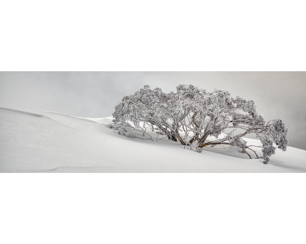 Snow Solitude. Snow gum covered in snow, Mount Hotham, Alpine National Park.