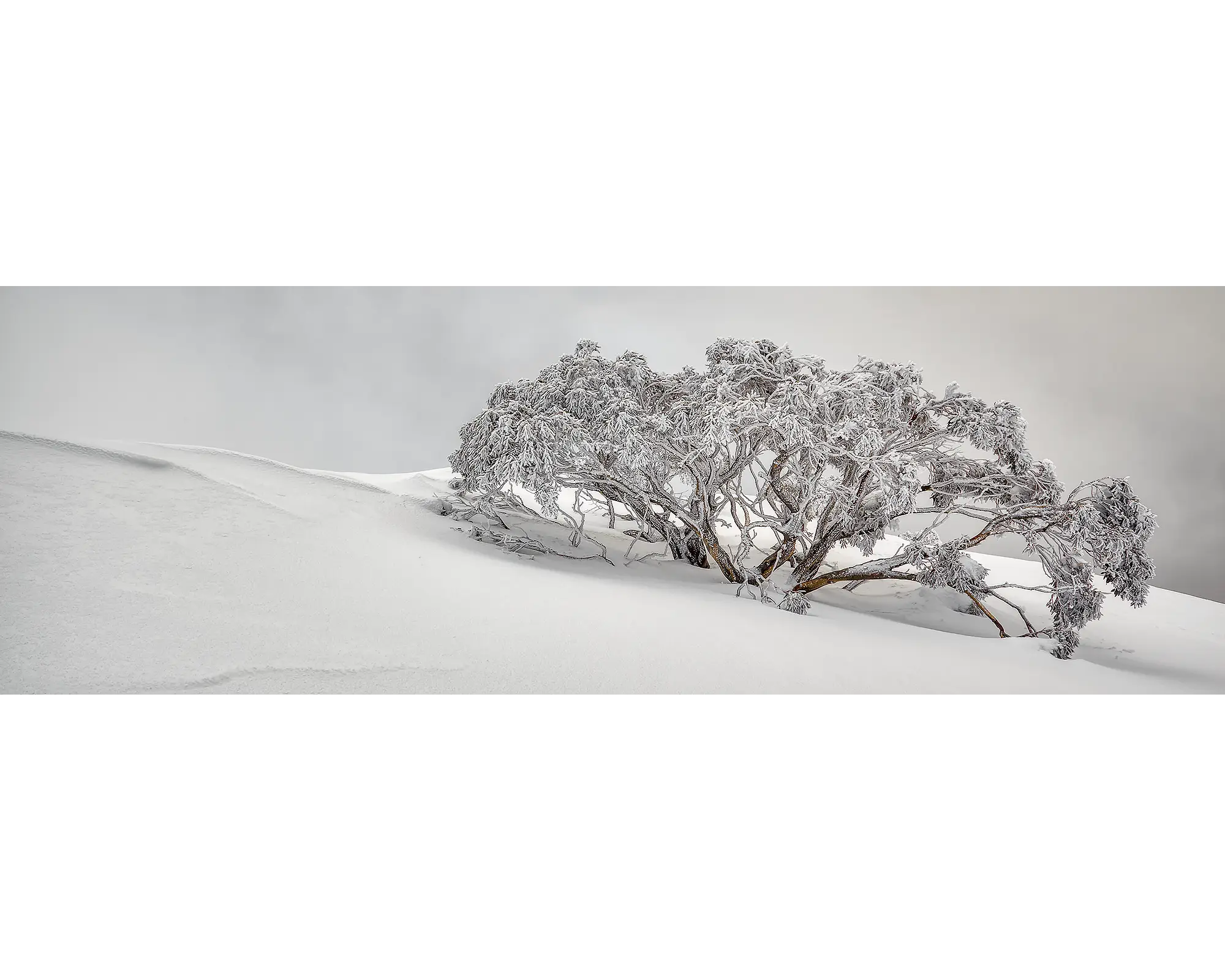 Snow Solitude. Snow gum covered in snow, Mount Hotham, Alpine National Park.