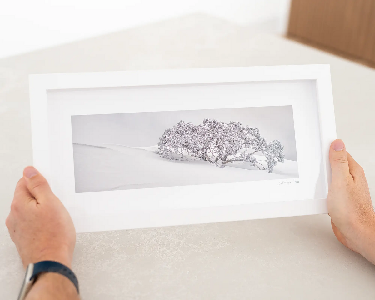 Snow Solitude. Snow gum covered in snow, small framed print - alpine artwork.