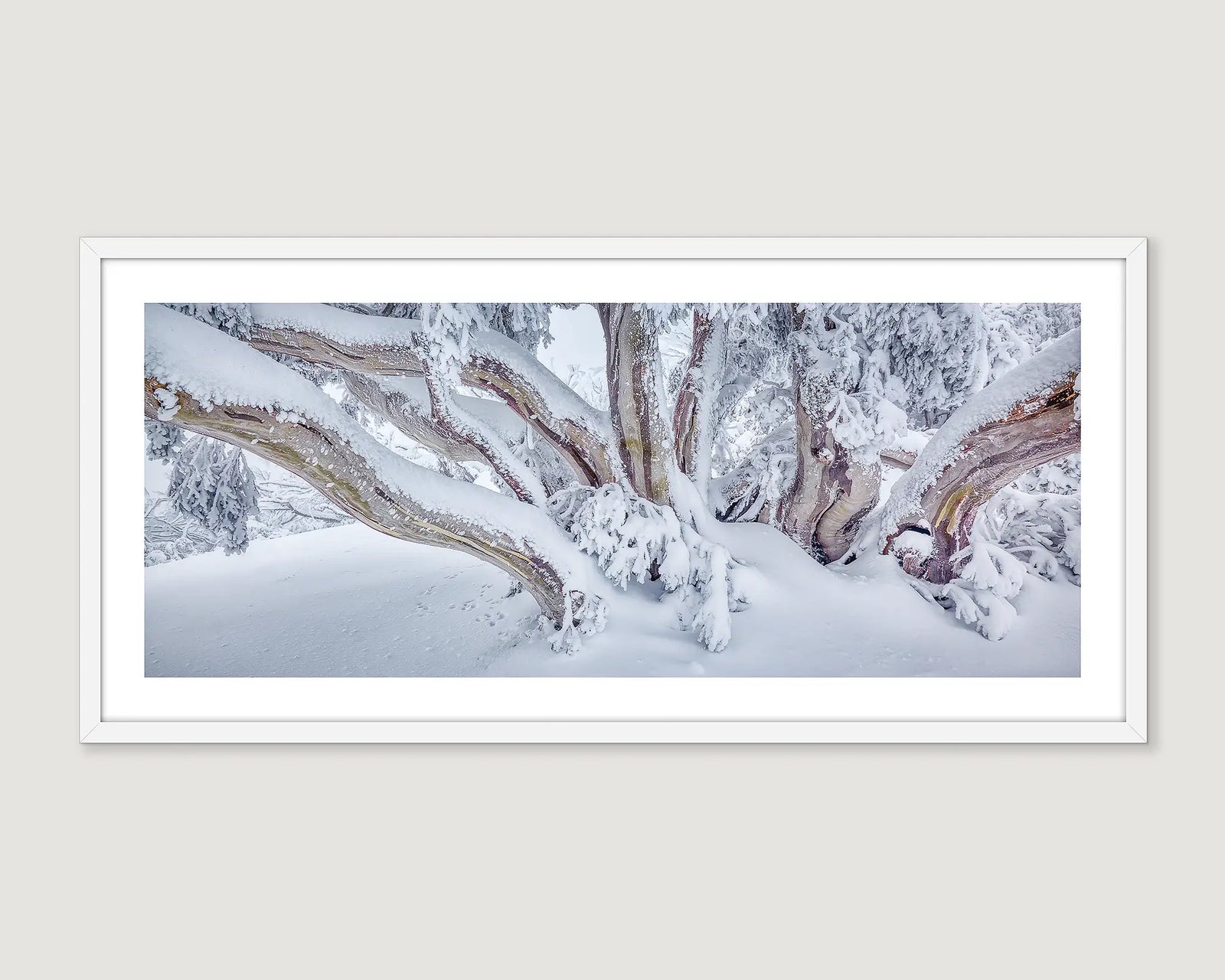 Framed landscape photograph of a snow gum covered in snow.