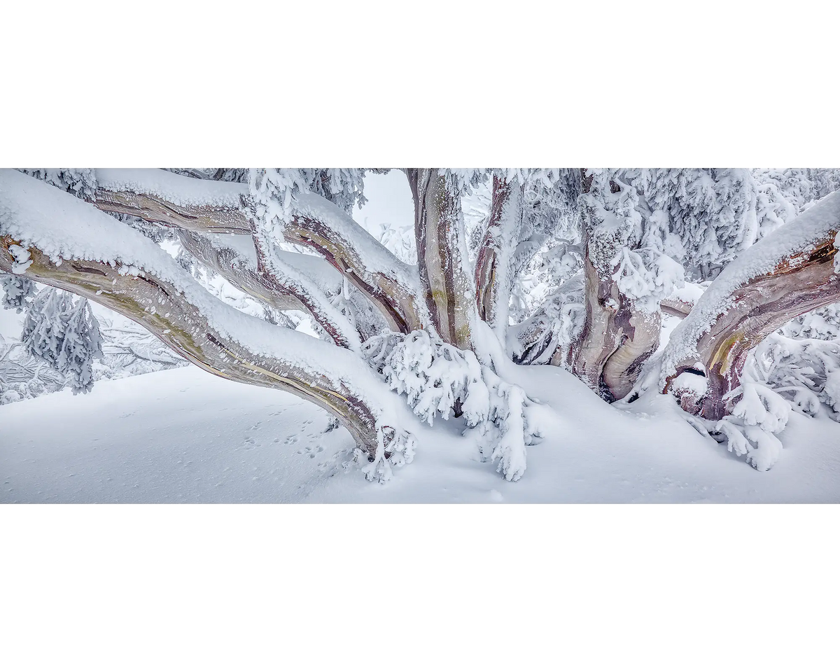 So Fresh. Snow Gum covered in snow, Mount Feathertop, Victoria.