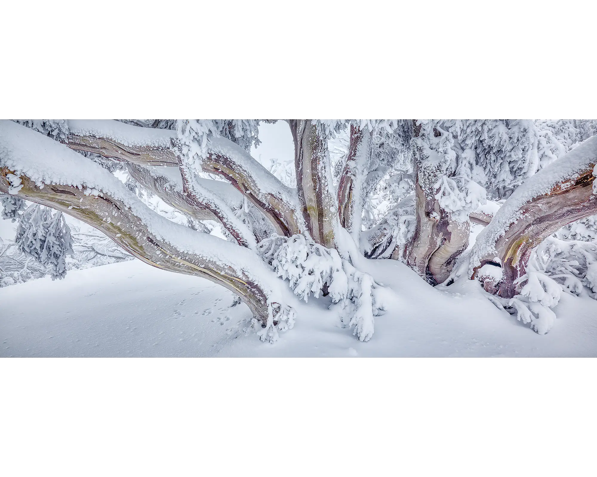 So Fresh. Snow Gum covered in snow, Mount Feathertop, Victoria.