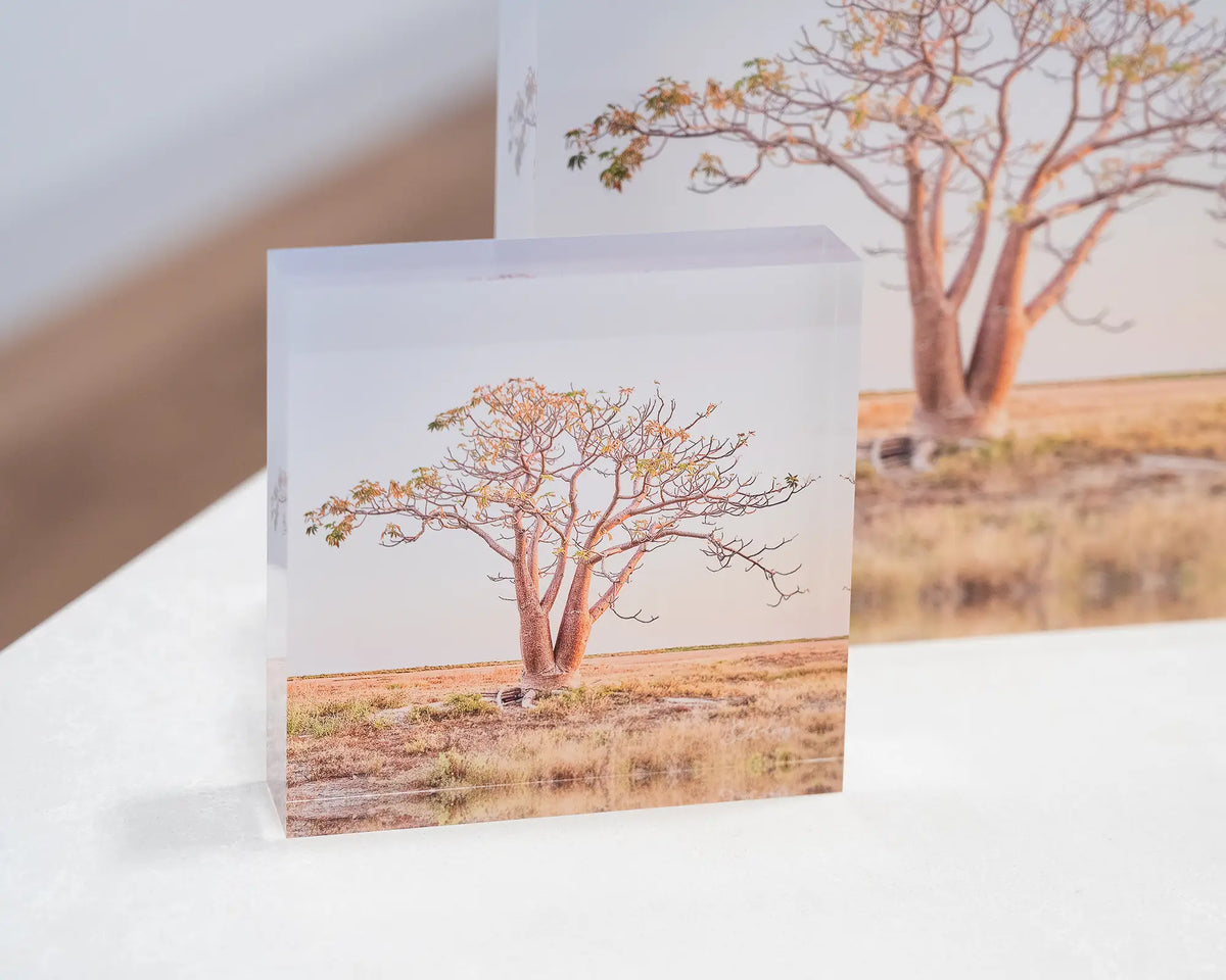 Solitary. Acrylic block of Boab tree, The Kimberley, Western Australia, on desk with 19cm acrylic block behind.