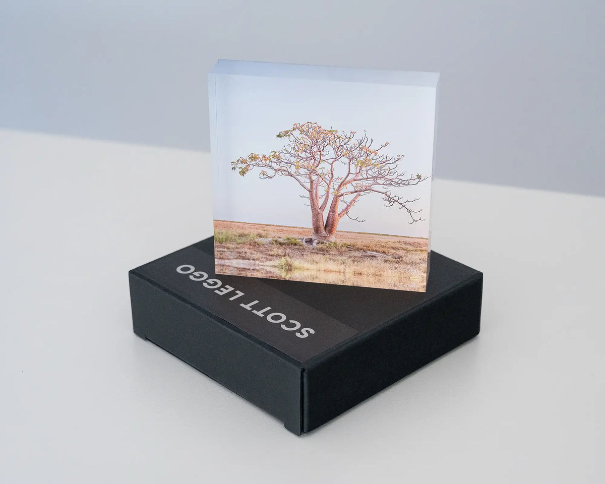 Solitary. Acrylic block of a Boab tree, The Kimberley Western Australia, on a gift box.
