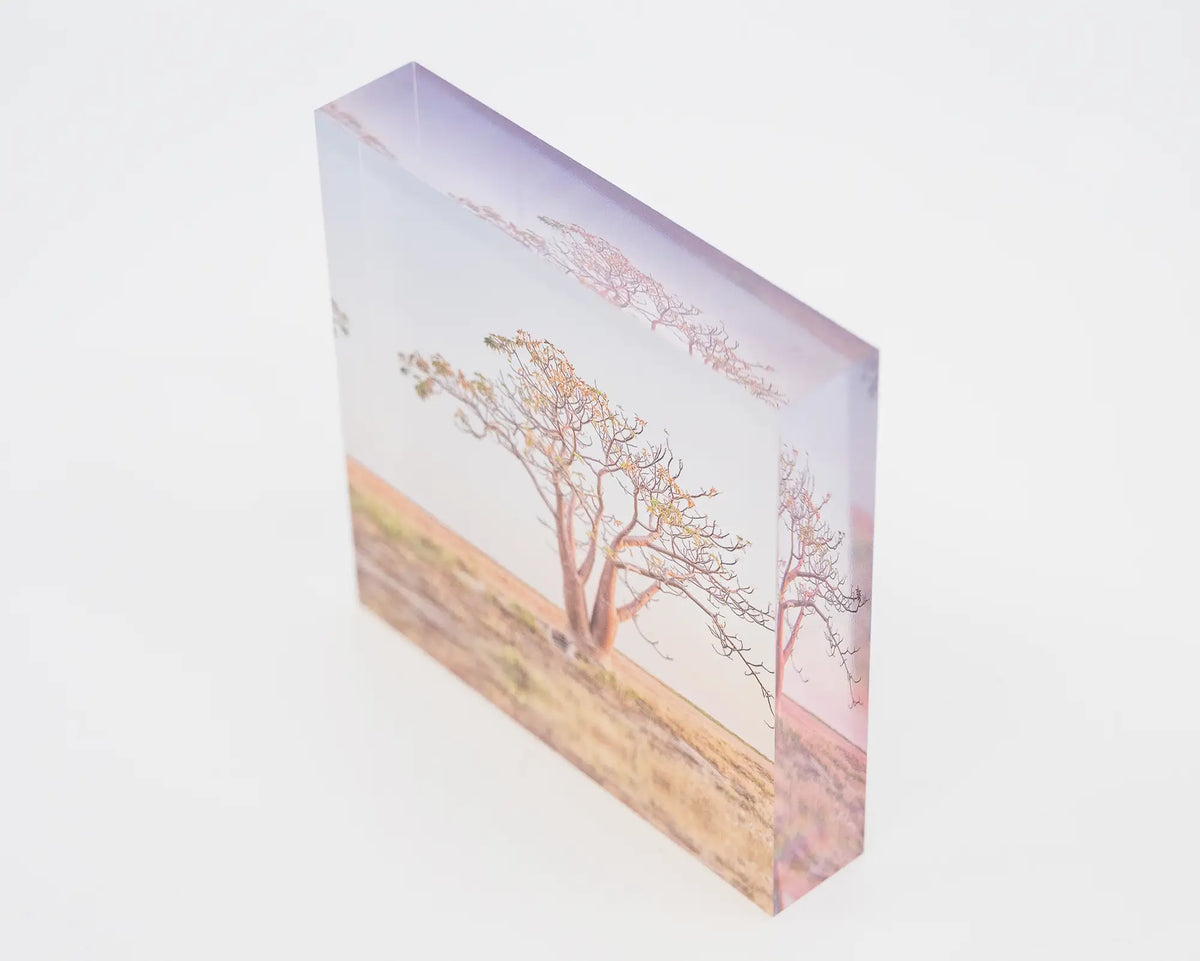 Solitary. Acrylic block of a Boab tree, The Kimberley Western Australia, top side view showing 3D effect.