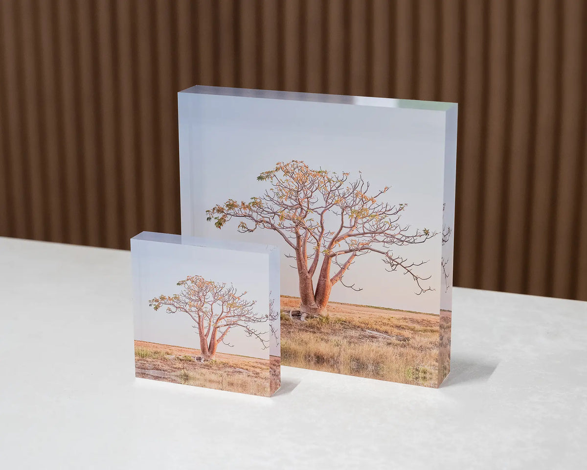 Solitary. Acrylic blocks 10cm and 19cm boab tree, The Kimberley, Western Australia.