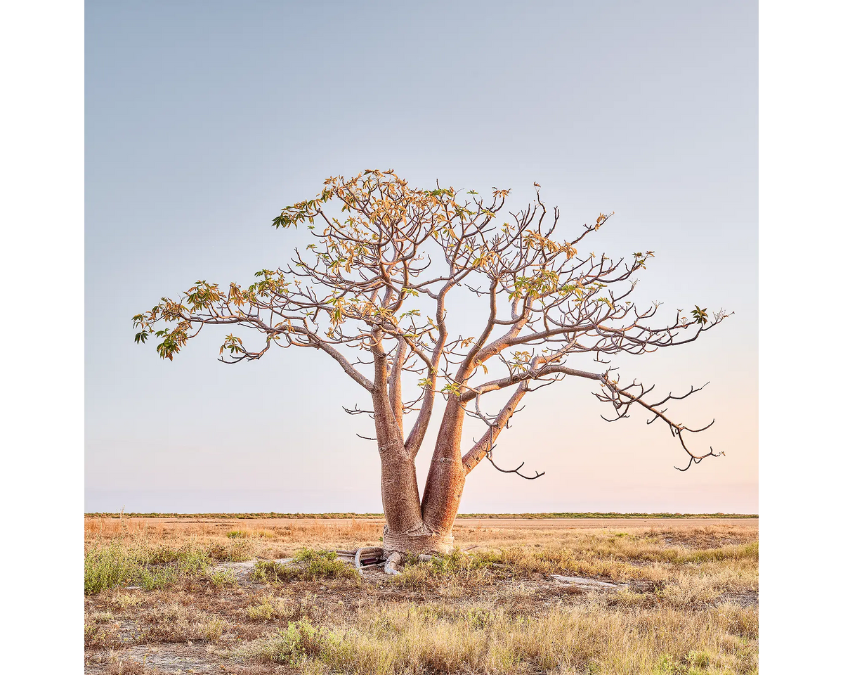 Solitary boab tree, Derby, The Kimberley, Western Australia.Boab Tree