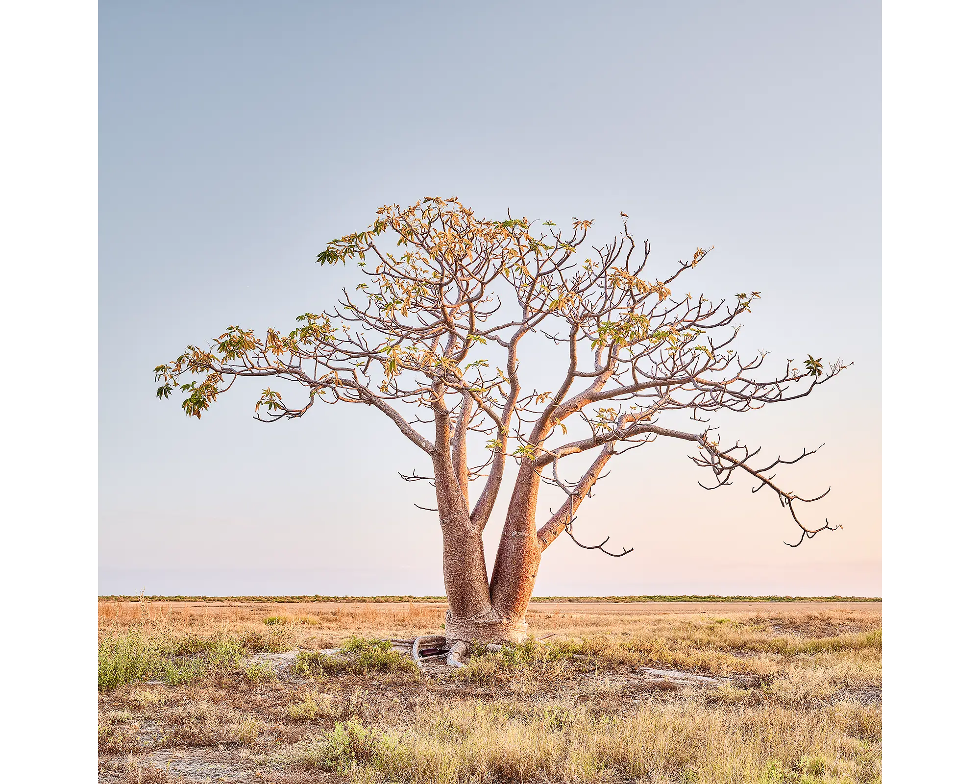 Solitary boab tree, Derby, The Kimberley, Western Australia.Boab Tree