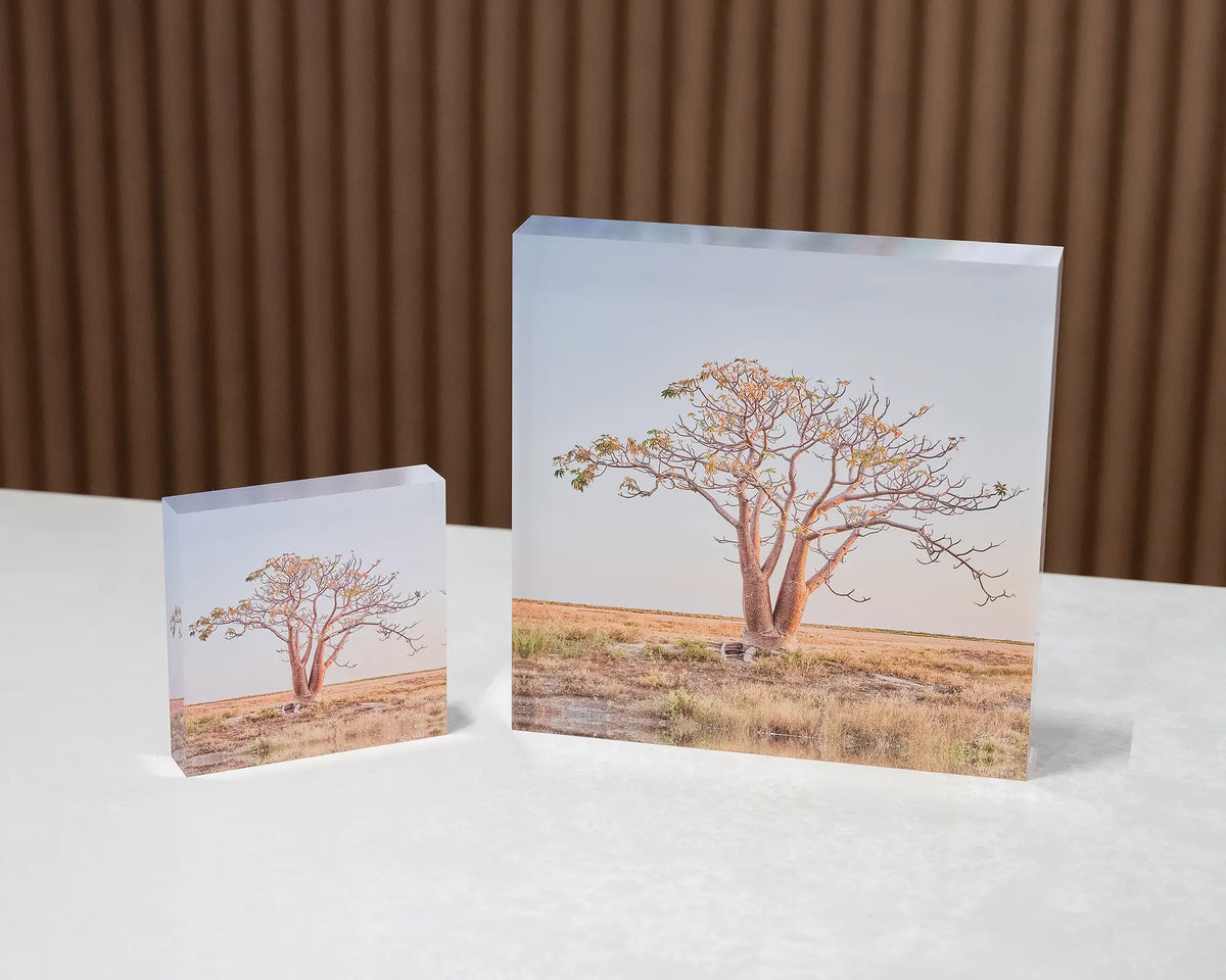 Solitary. Boab tree The Kimberley, Western Australia, 10cm and 19cm acrylic blocks displayed together.