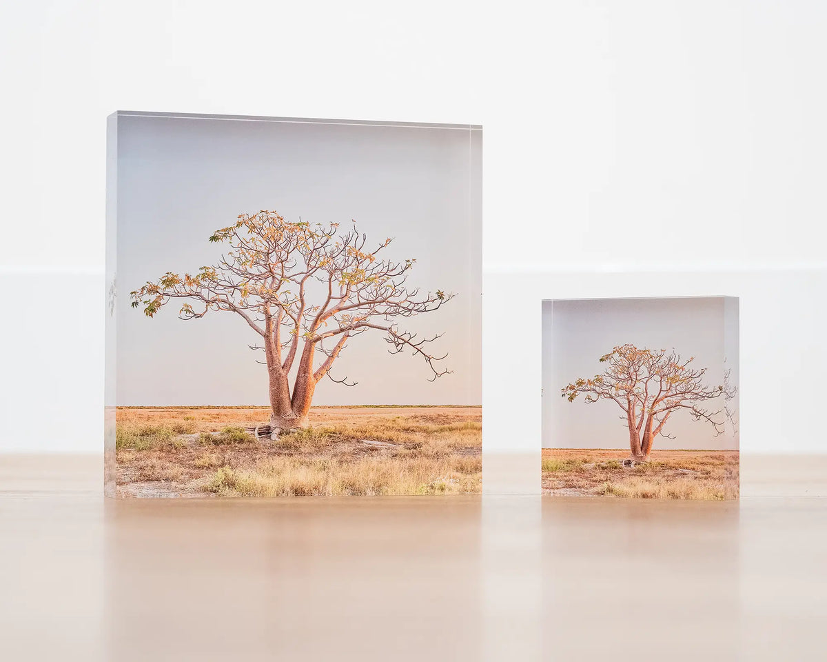 Solitary. Boab tree, The Kimberley, Western Australia, 10cm and 19cm acrylic blocks on wooden surface.