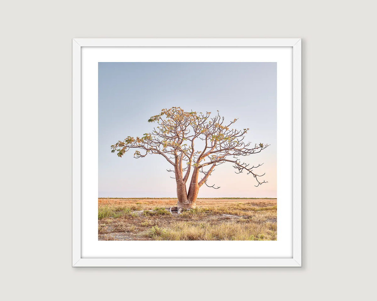 Framed artwork of a boab tree in a field with a clear sky.