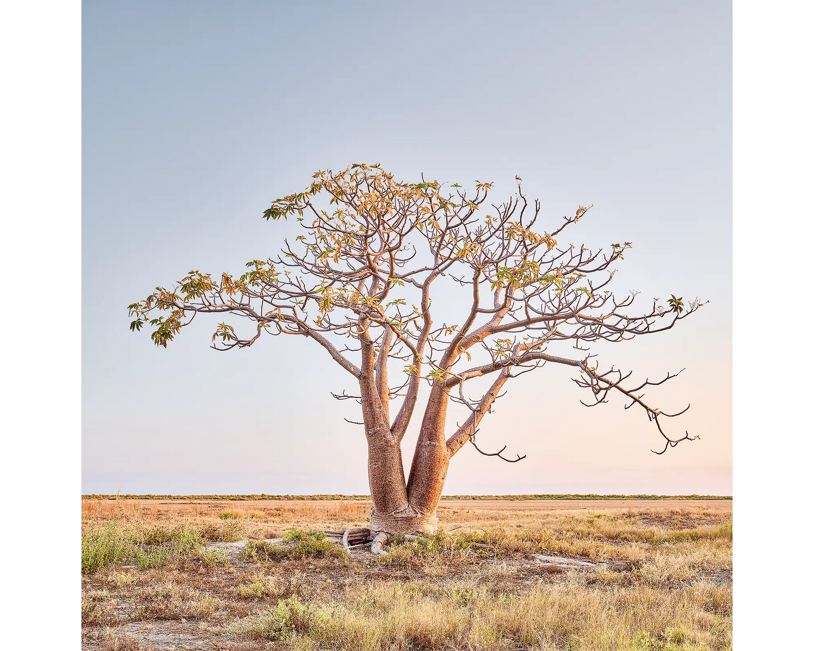 Solitary acrylic block - Boab tree, the Kimberley artwork.