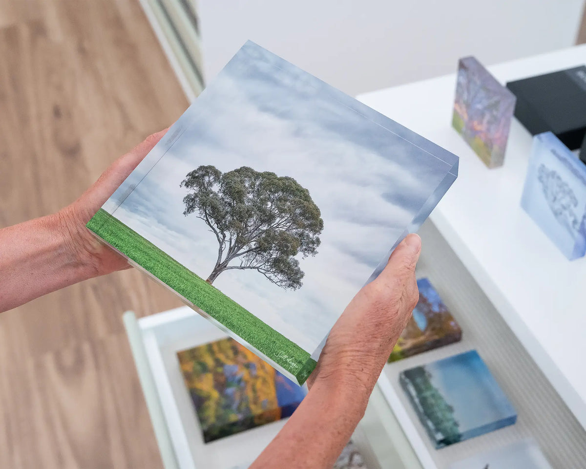 Solo. Gum Tree acrylic block, Wombat, New South Wales, hand held in gallery.