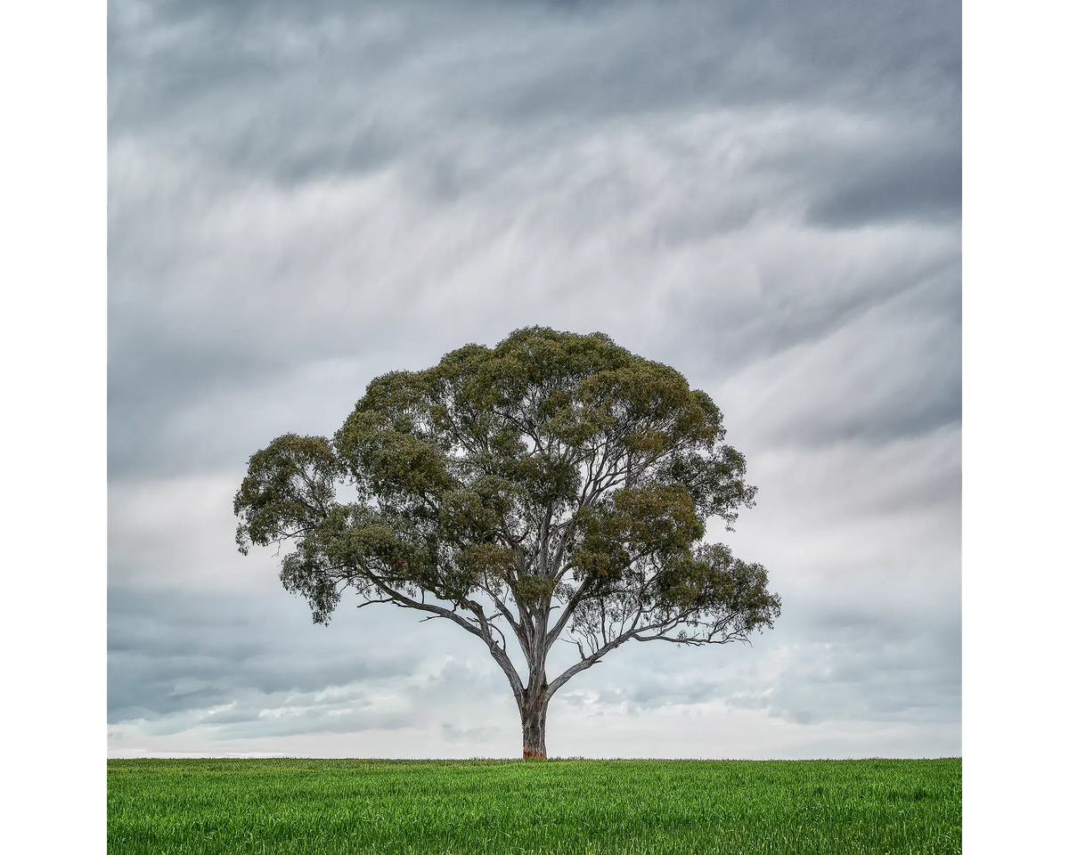 Solo. Gum tree in wheat field, Wombat, New South Wales, Australia.