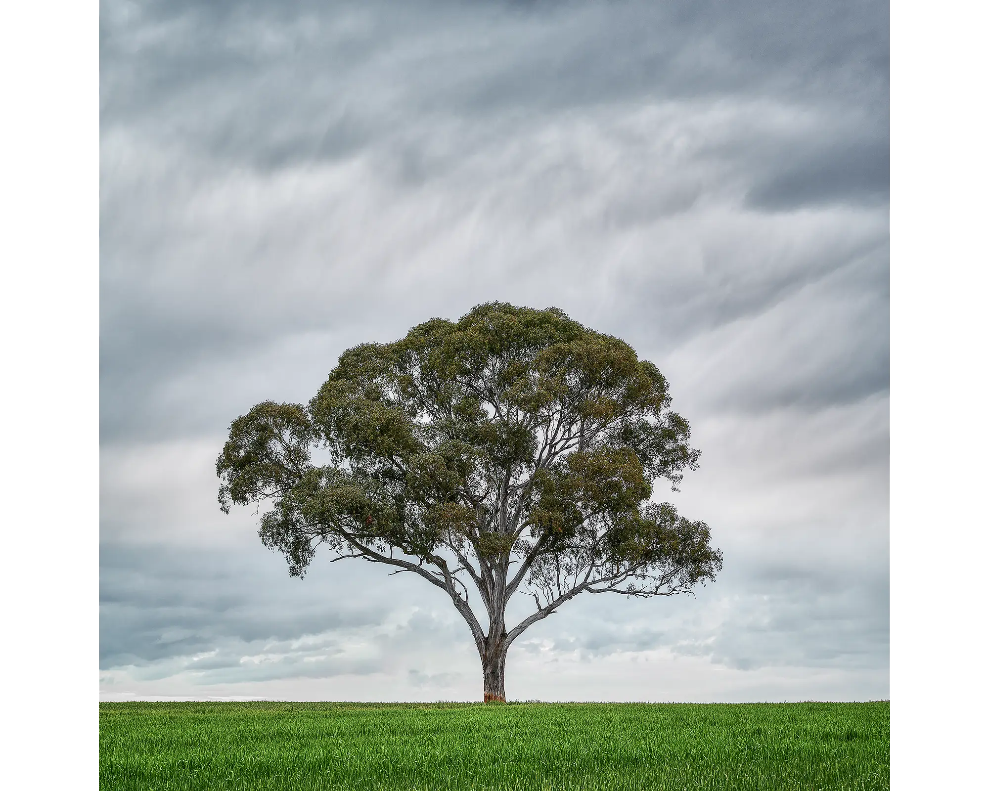 Solo. Gum tree in wheat field, Wombat, New South Wales, Australia.