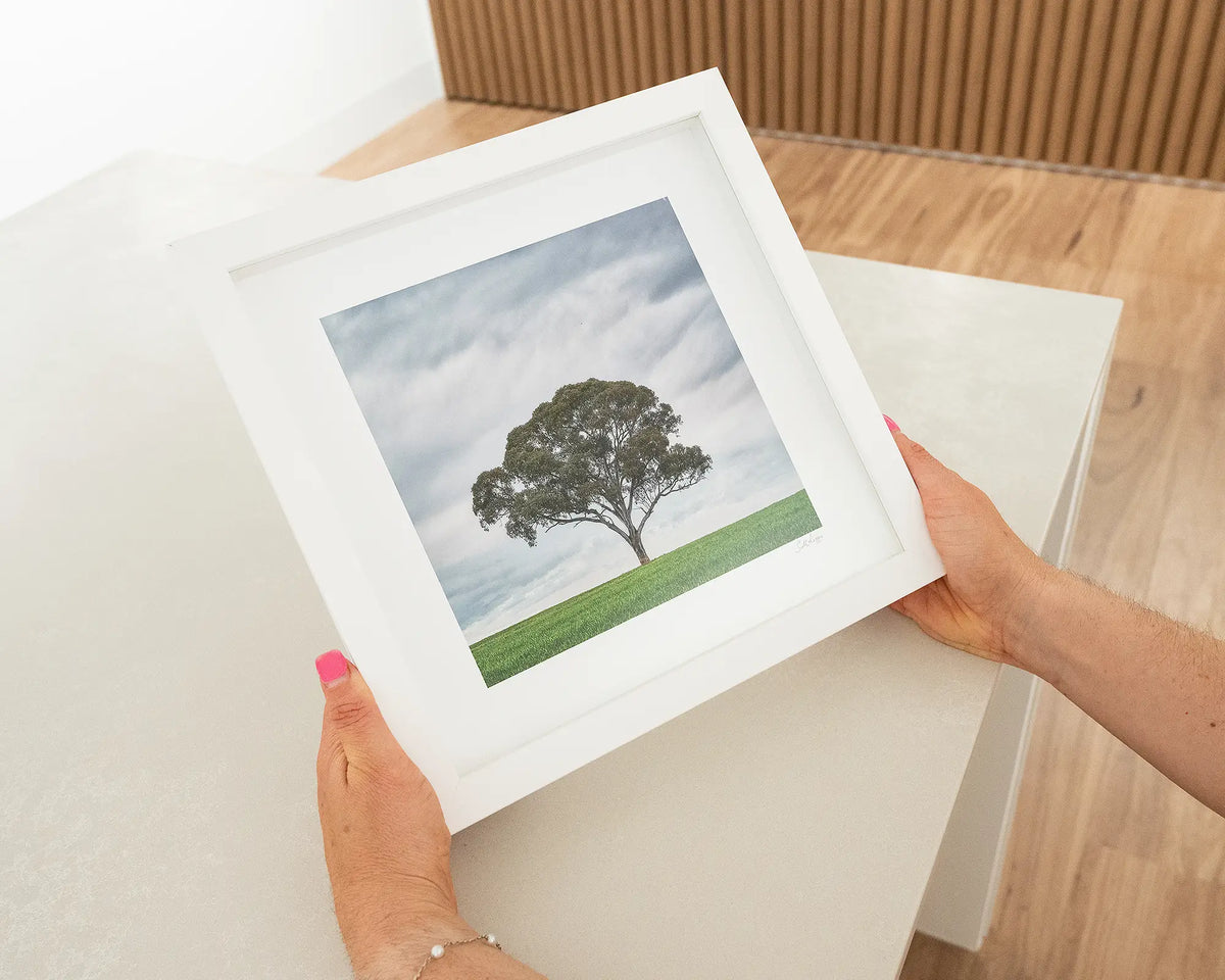 Solo. Single gum tree in a field, Wombat, New South Wales, with white frame being hand held.