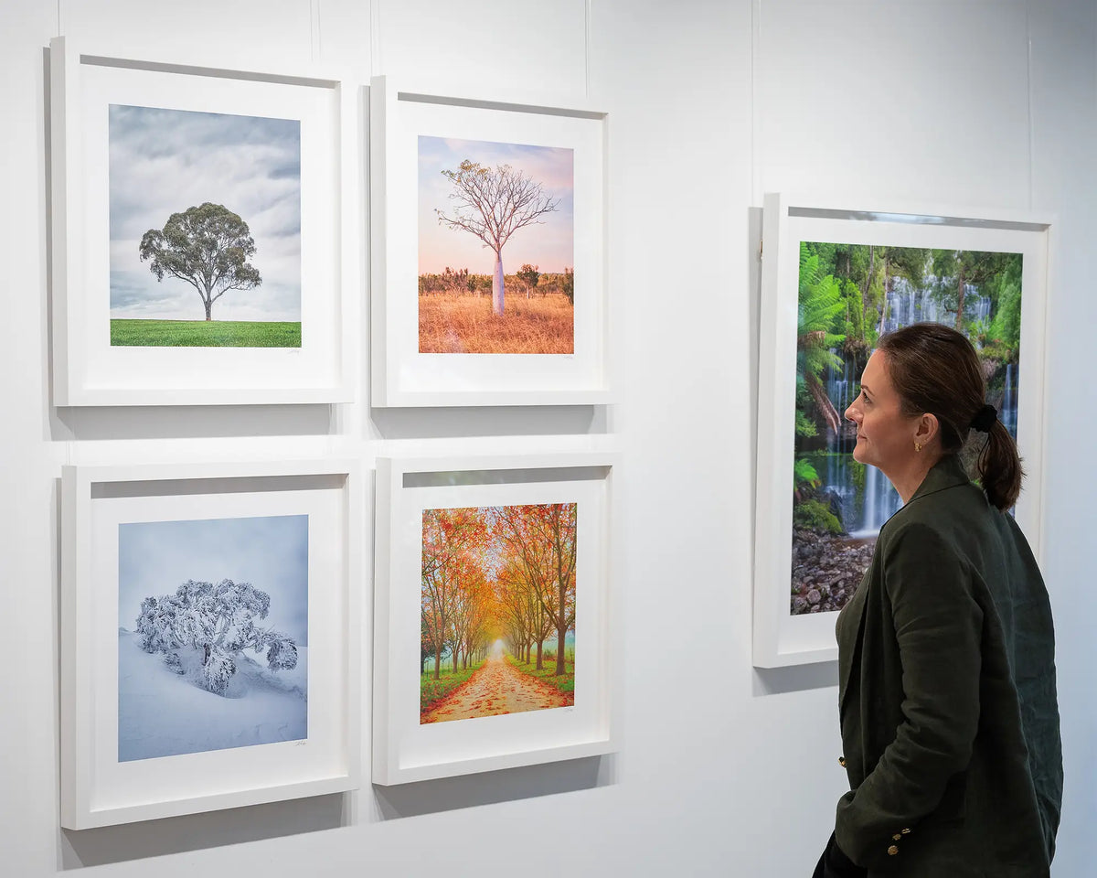 Solo. Single gum tree wall art print with white frame hung with more tree artworks, viewed in gallery.